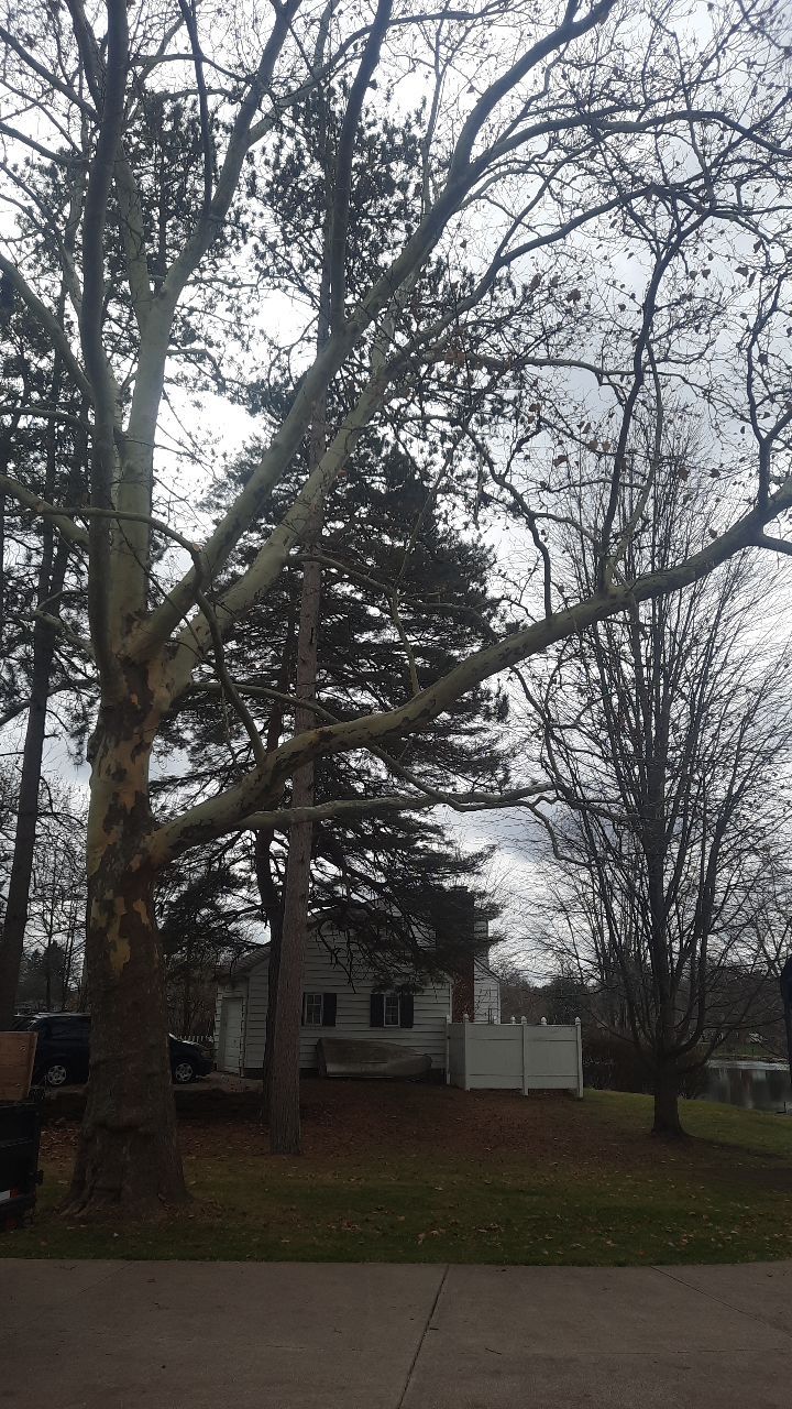 Tree Trimming using Tree Pruing by Mike Jones & Sons Tree Service LLC 