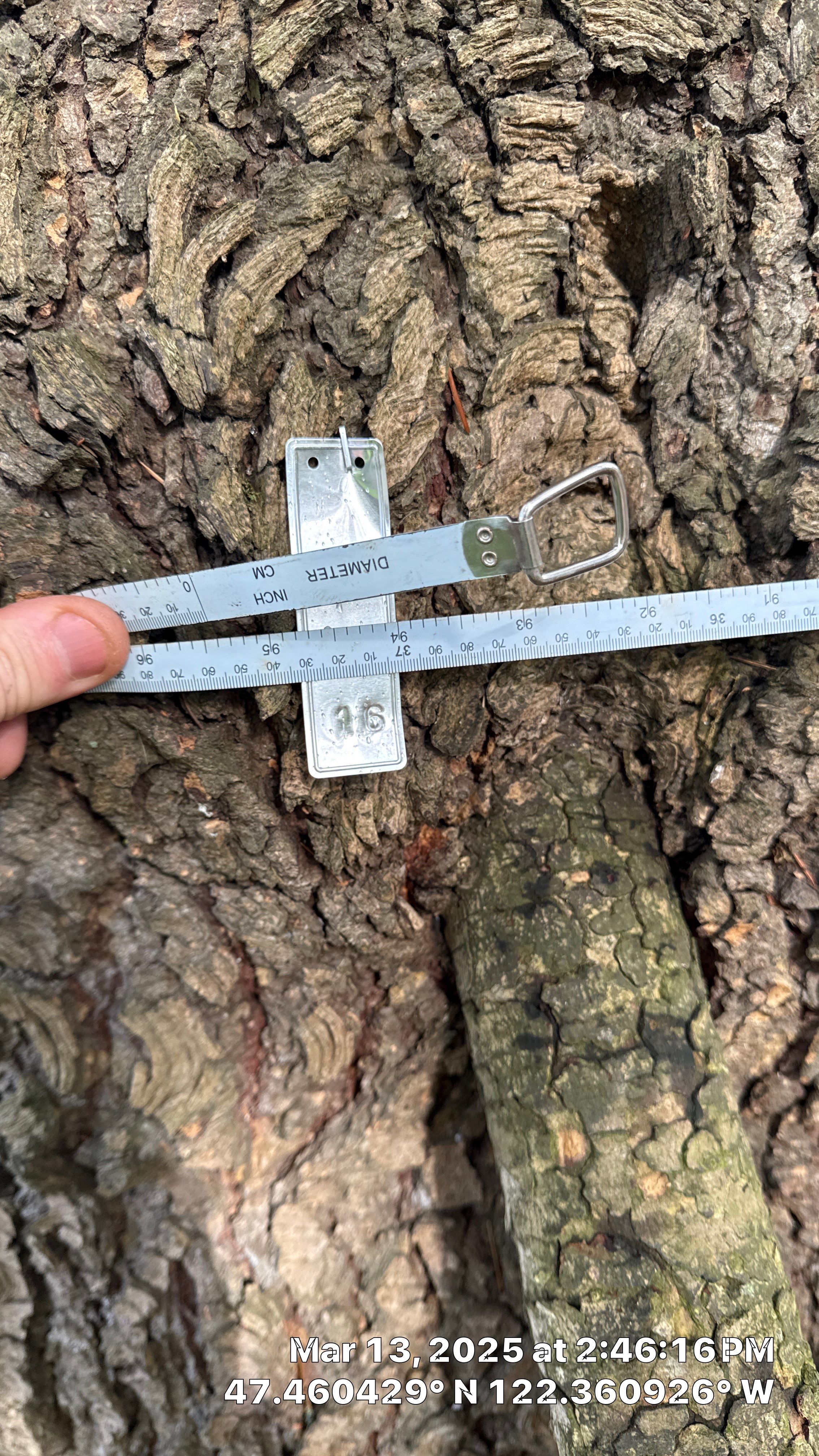 π Arborist Reporting & Tree Surveying β Code Compliance Project by Sound Tree Care LLC