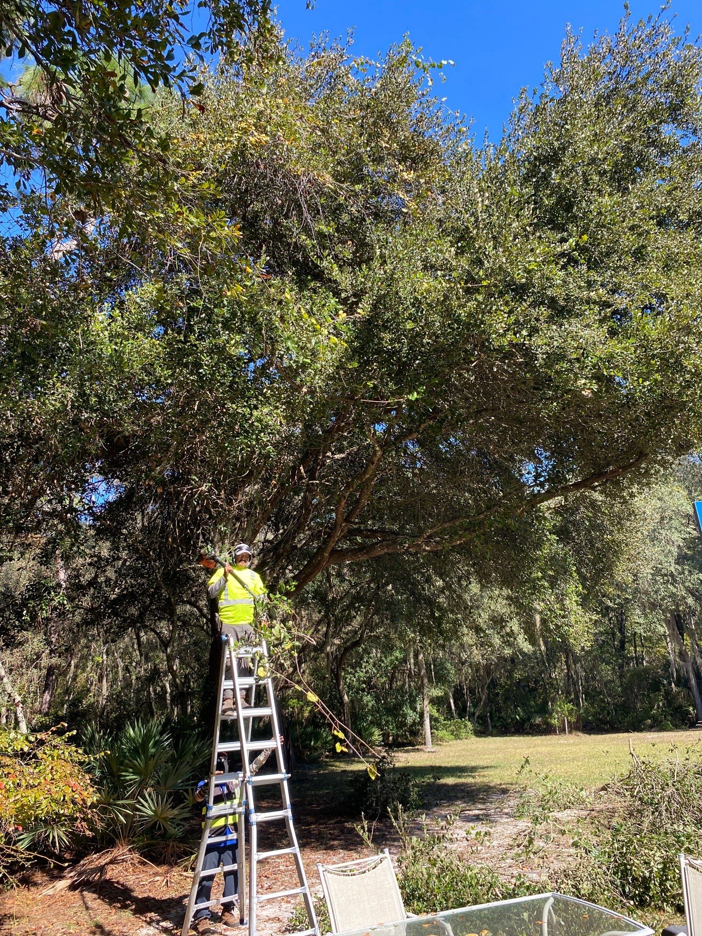 Deerwood Residence | Tree Work by ProGreen Services
