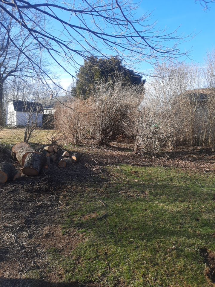 Tree Removal using Tree Removal by Mike Jones & Sons Tree Service LLC 