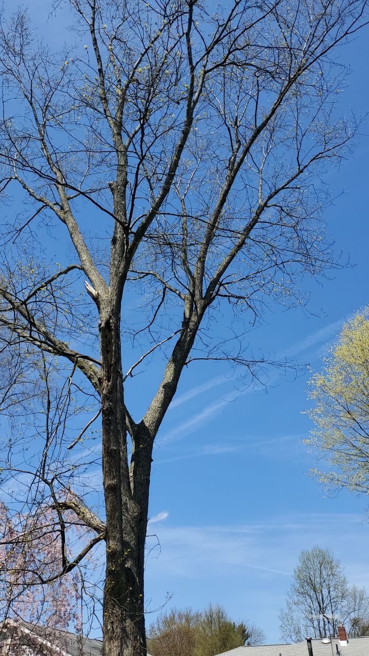 Tree Removal using Tree Removal by Mike Jones & Sons Tree Service LLC 