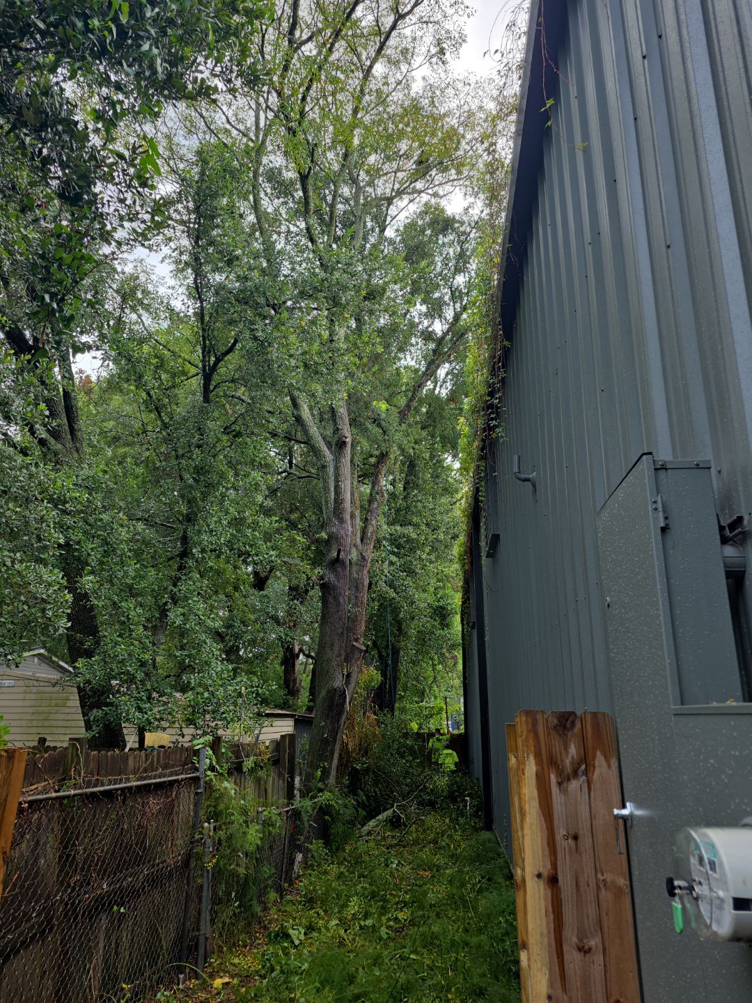 Crash Champions | Tree Removal & Cleanup by ProGreen Services