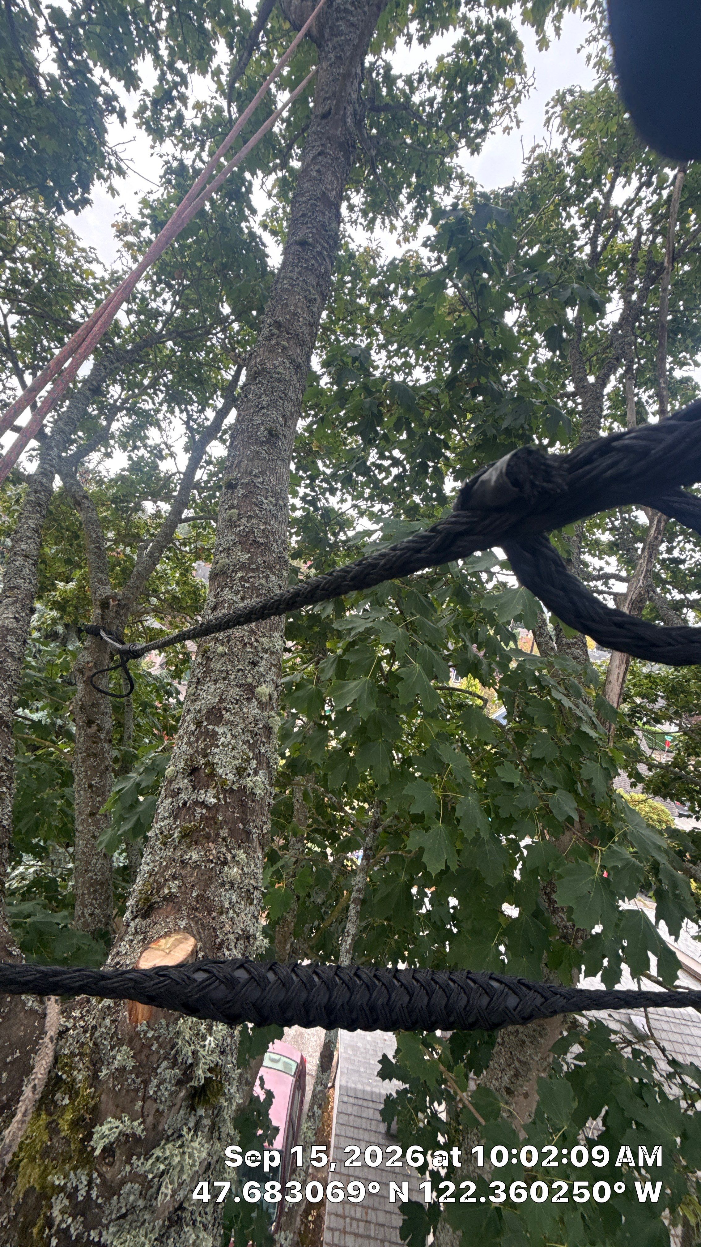 Seattle Tree Cabling and Structural Support System Installation by Sound Tree Care LLC