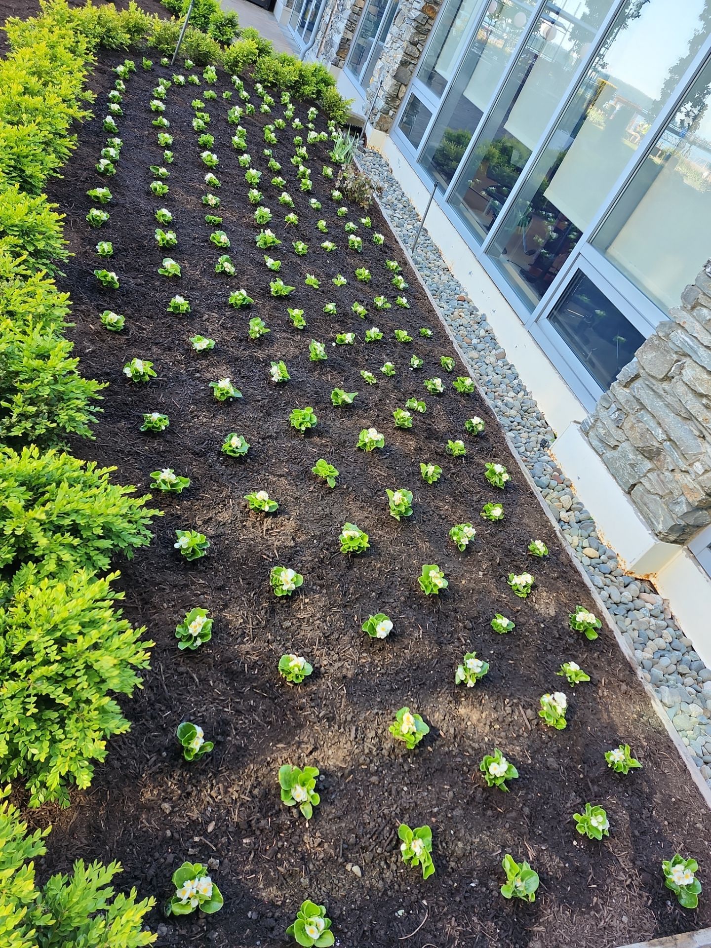 Sidney Pier by Habanero Garden and Exterior Care