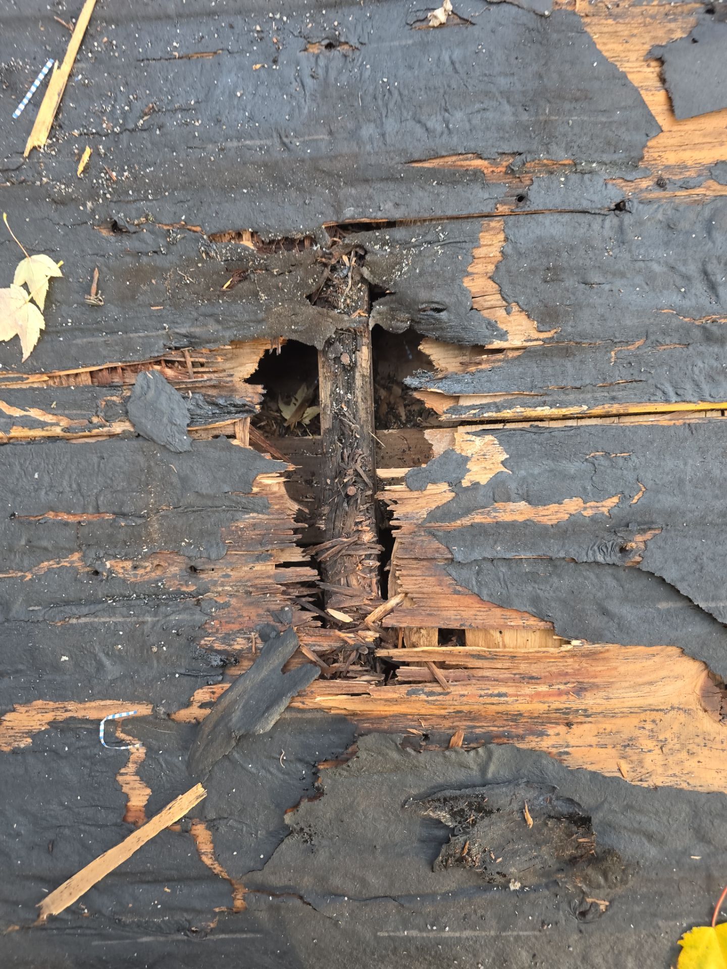 Shingle Roof Replacement by Absolute Roofing and Construction