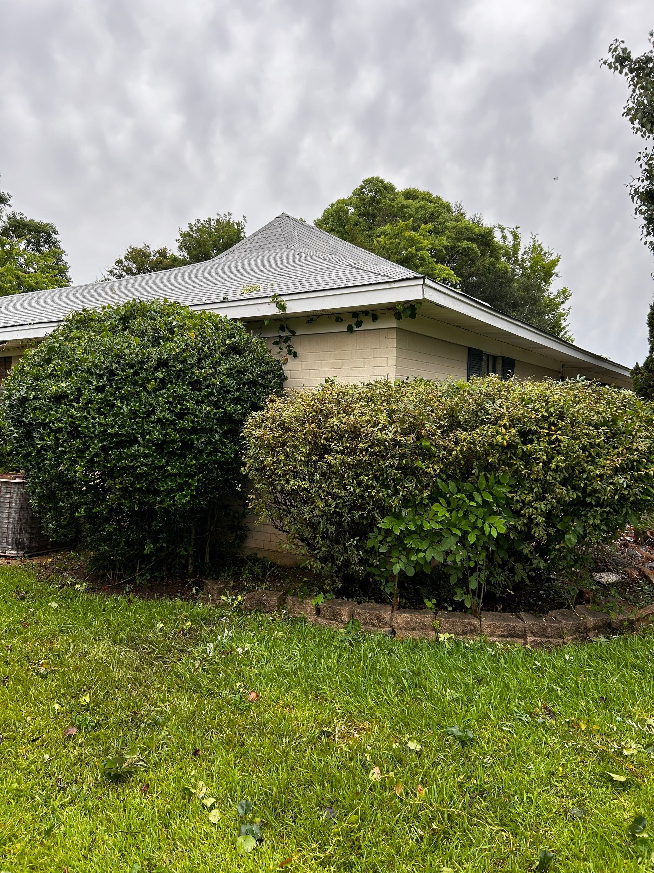 Tree And Hedge Trimming by College Bros Outdoor services