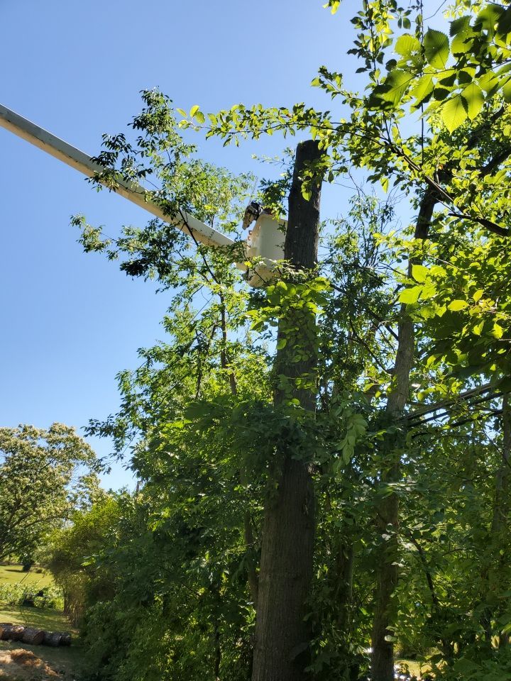 Tree Removal using Tree Removal by Mike Jones & Sons Tree Service LLC 