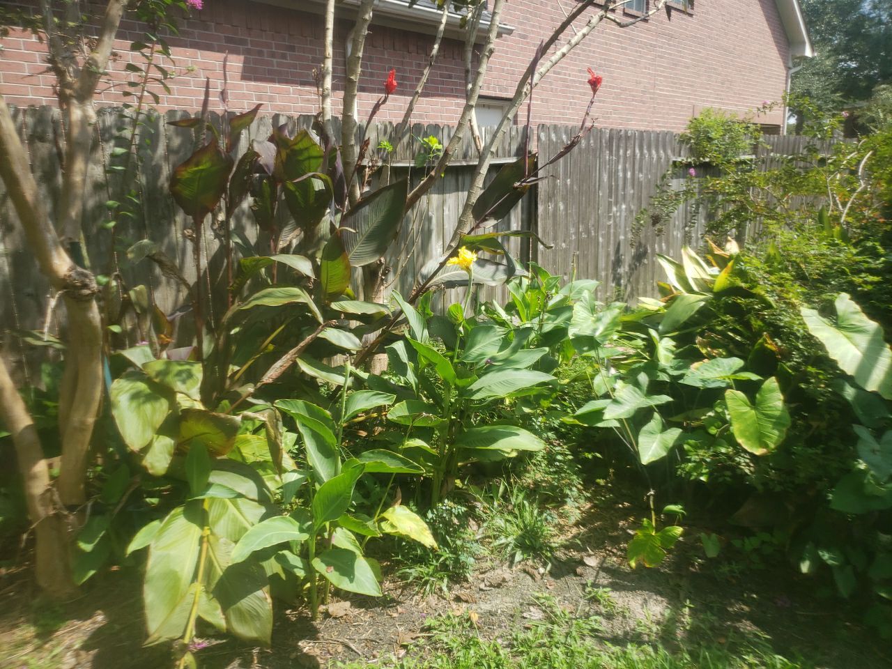 6'6" Western Red Cedar Fence Install by Astro Outdoor Designs 
