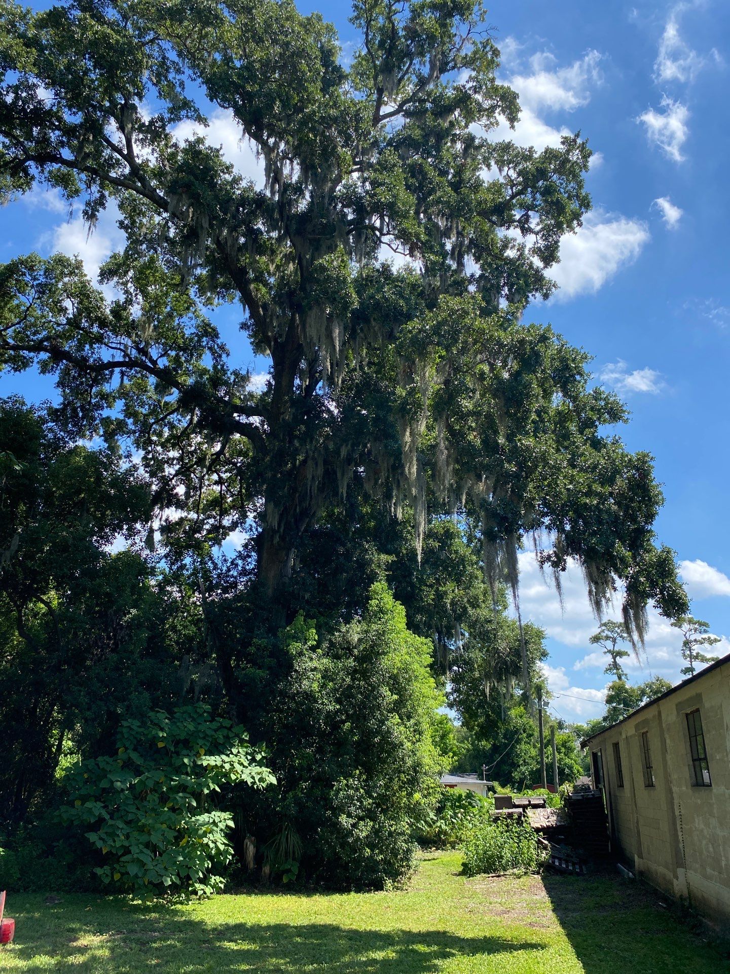 Commercial Property | Clean Up & Tree Removal by ProGreen Services