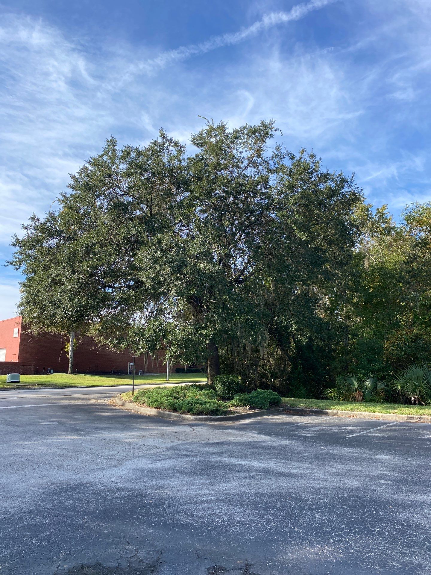 Tree & Palm Trimming | Commercial Property by ProGreen Services