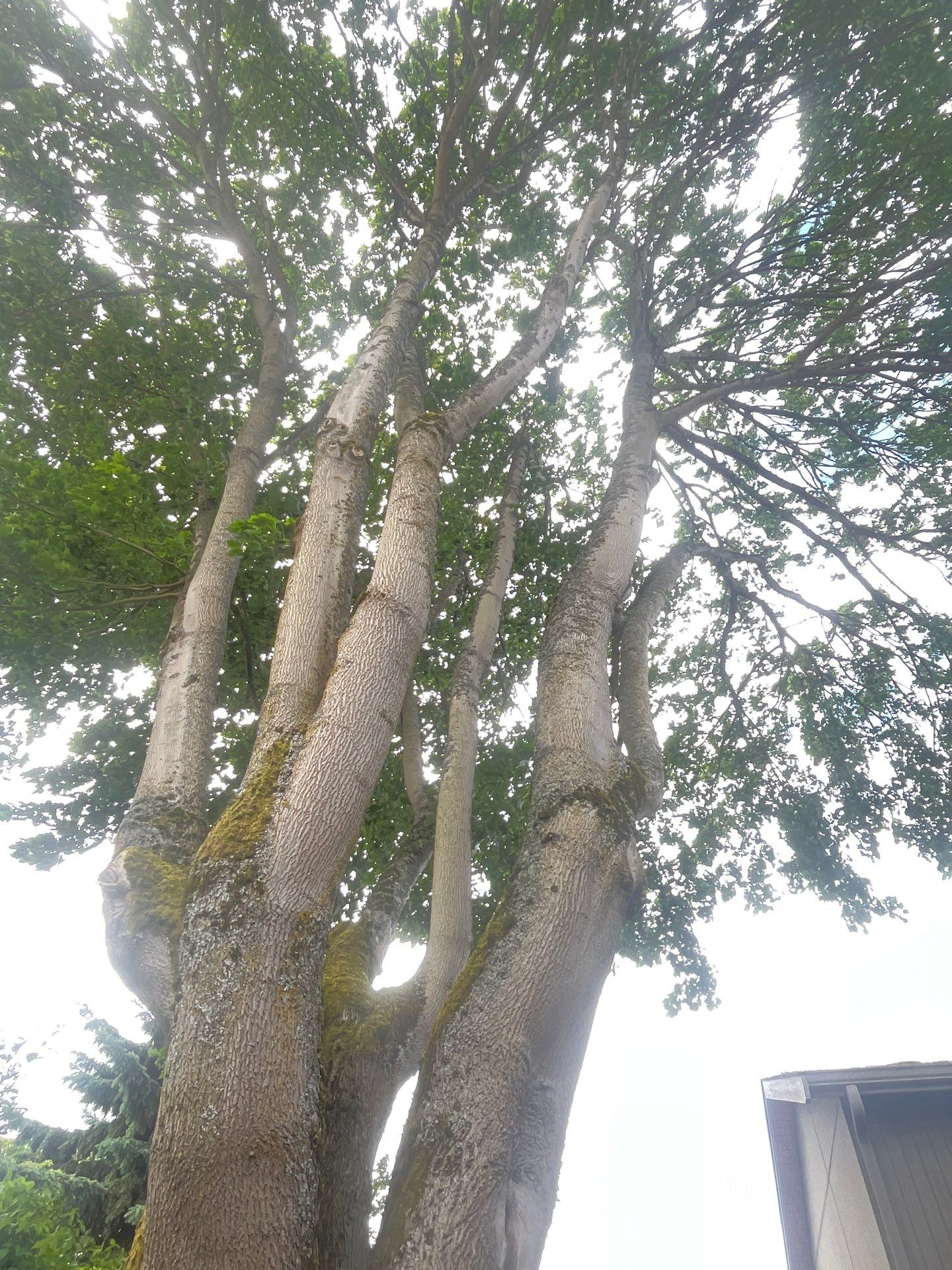 Seattle Tree Cabling and Structural Support System Installation by Sound Tree Care LLC