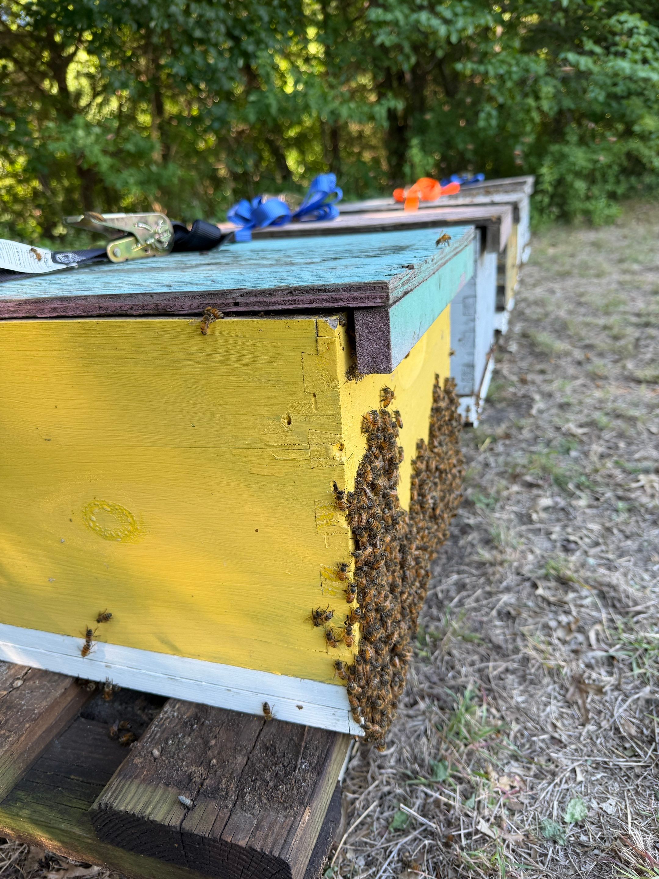Another Bottoms with Bees by Rockwall Honey Bee Company