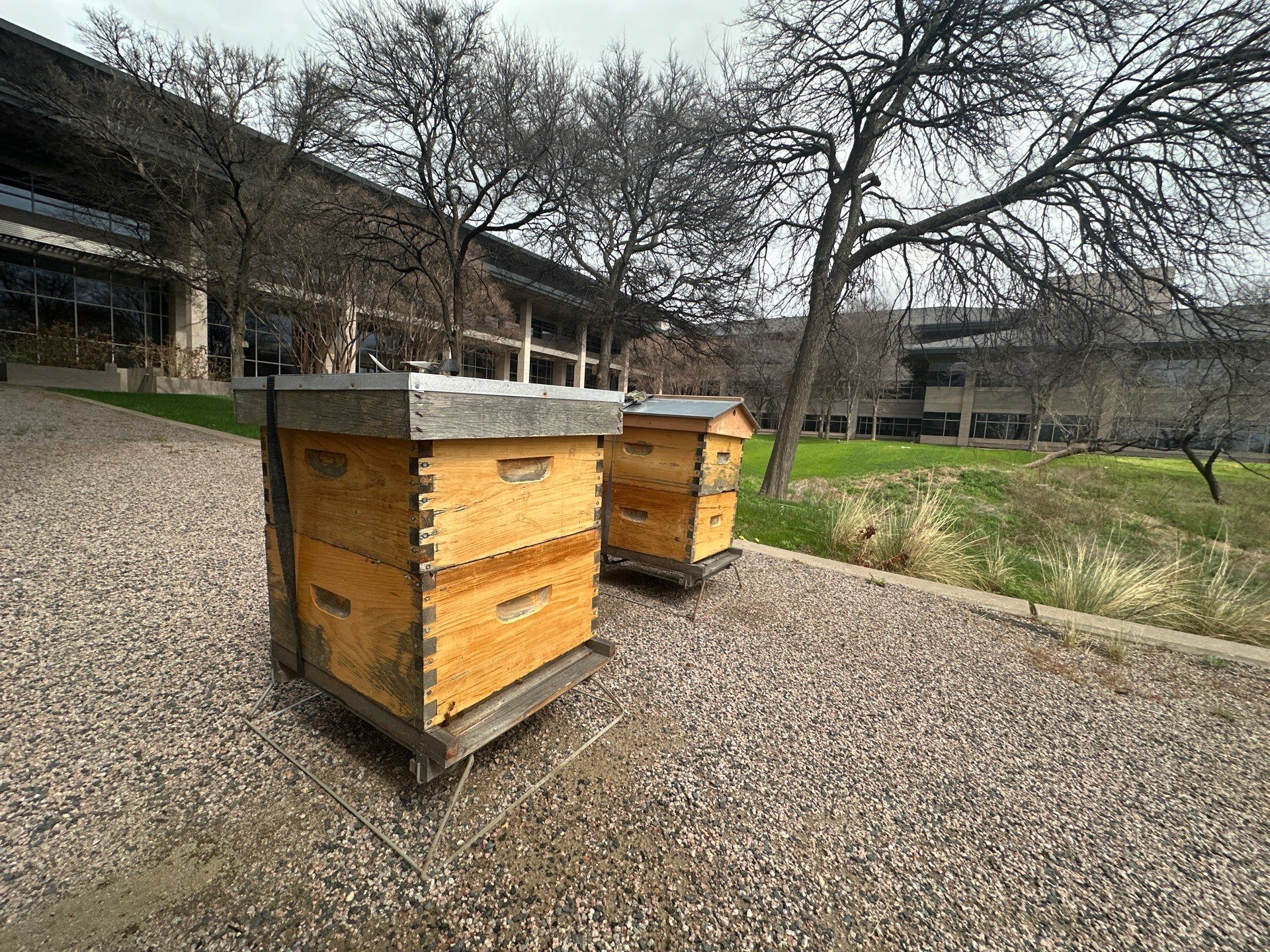 Offices in Irving with Bountiful Honey Bees by Rockwall Honey Bee Company