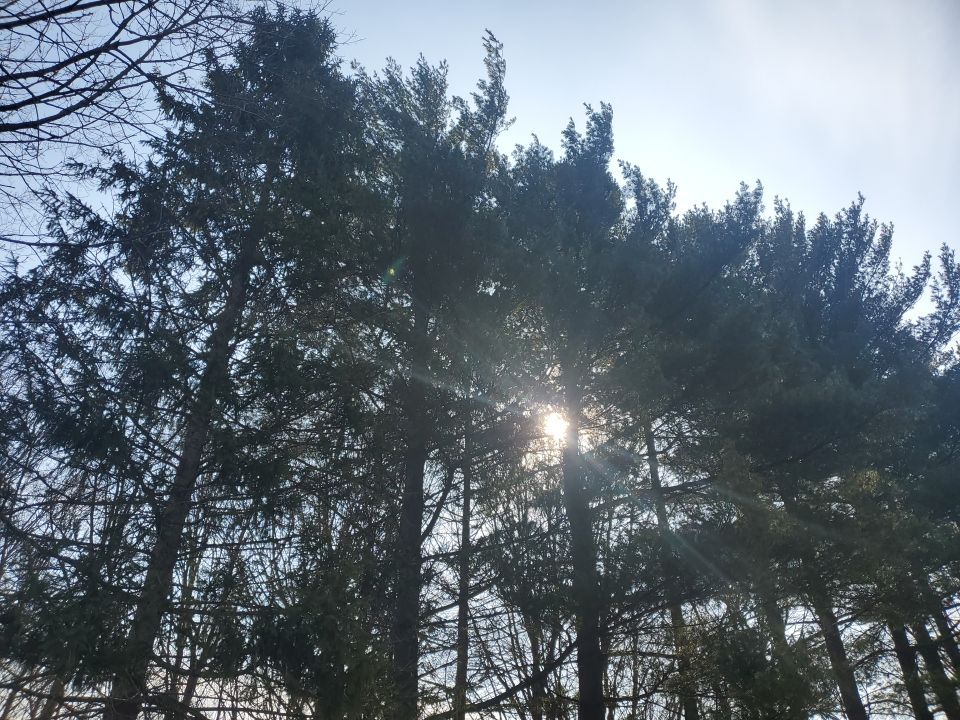 Tree Removal using Tree Removal by Mike Jones & Sons Tree Service LLC 