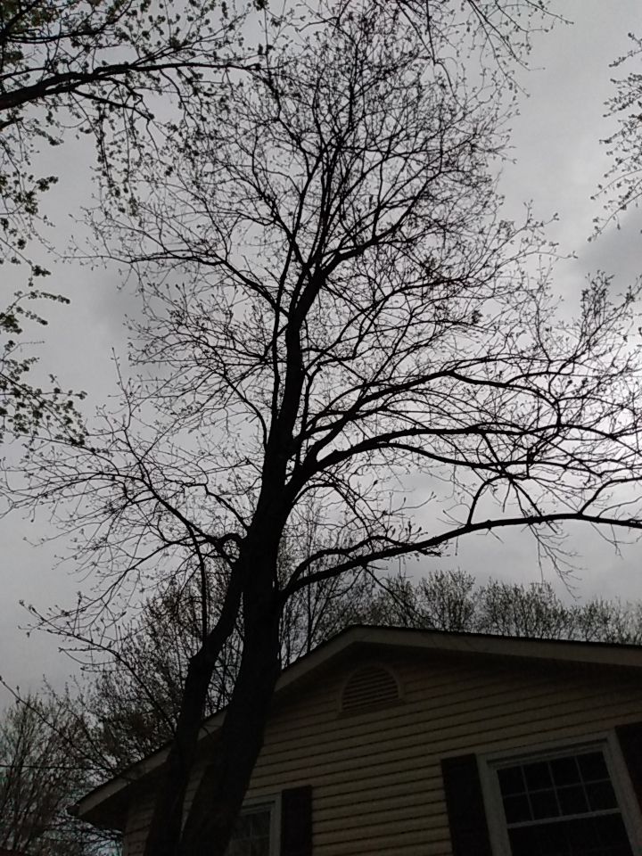 Tree Removal using Tree Removal by Mike Jones & Sons Tree Service LLC 