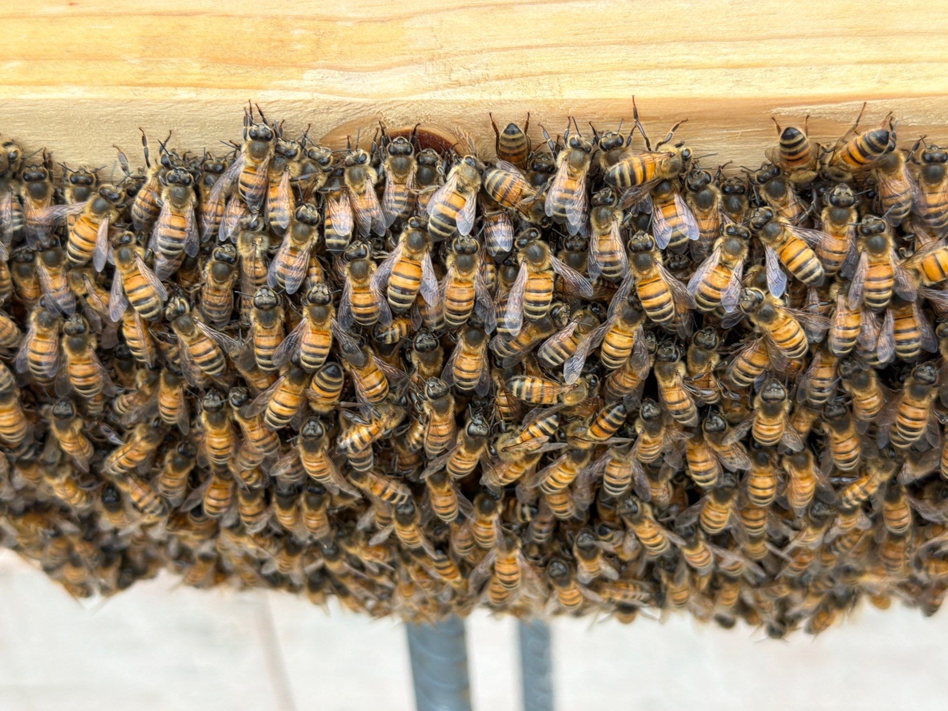 Rockwall Swarm: Downtown Construction Site by Rockwall Honey Bee Company