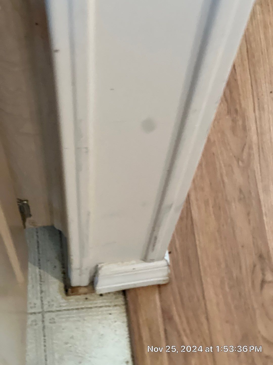 Mold Remediation Palmetto by Ampm Restoration Services 