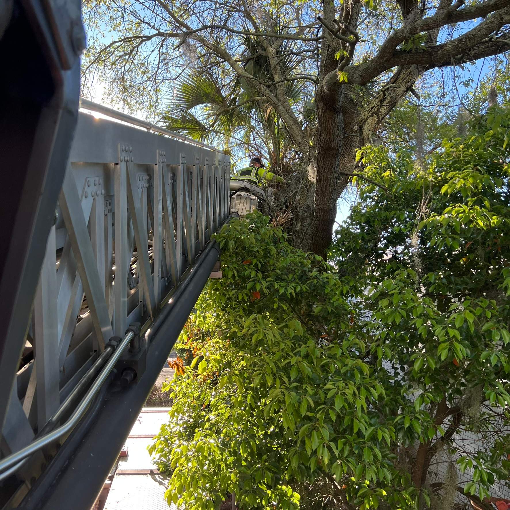 Tree Work | Garden Club of Jacksonville by ProGreen Services