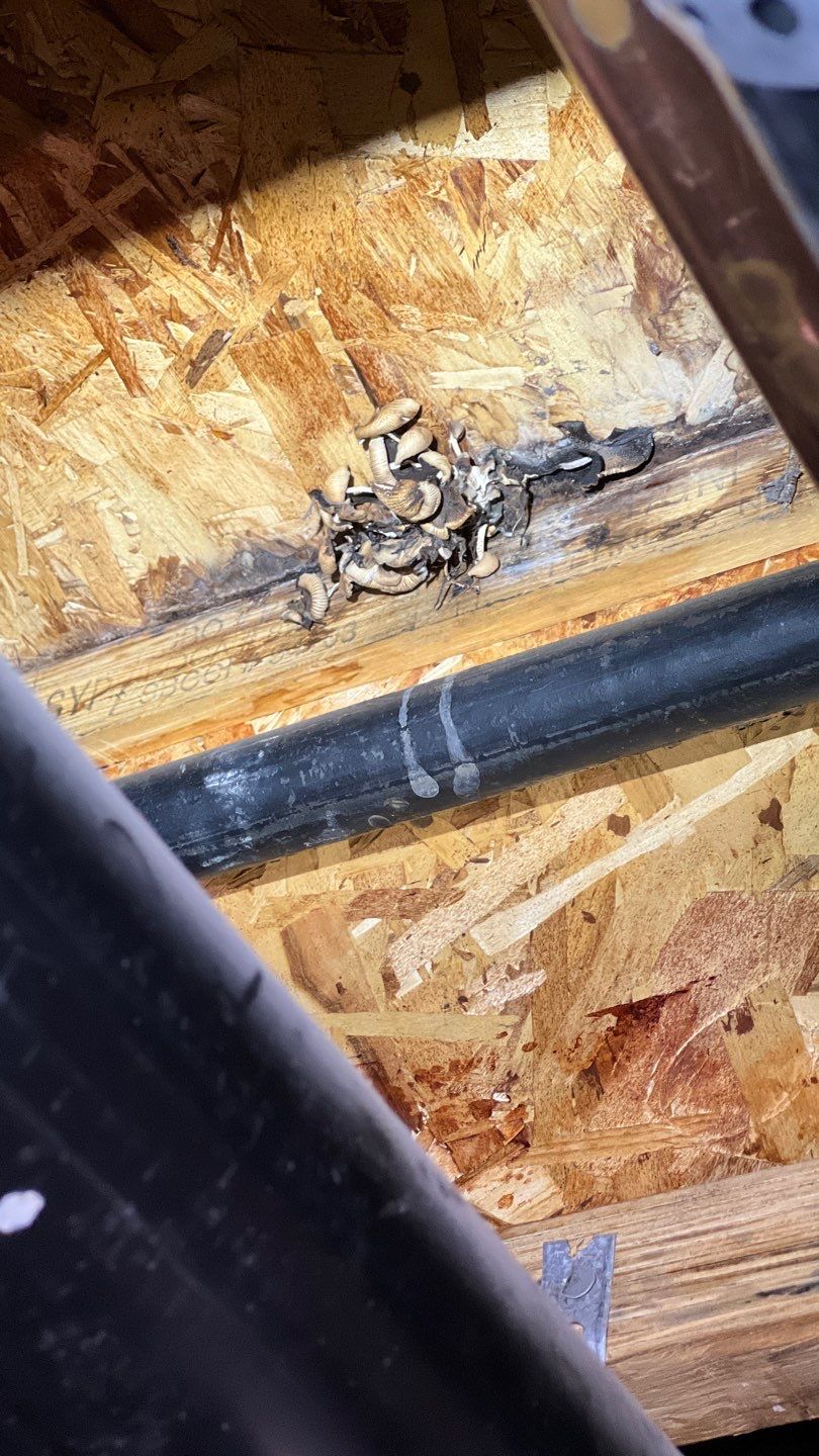 Mold Remediation by Accountable Home Services