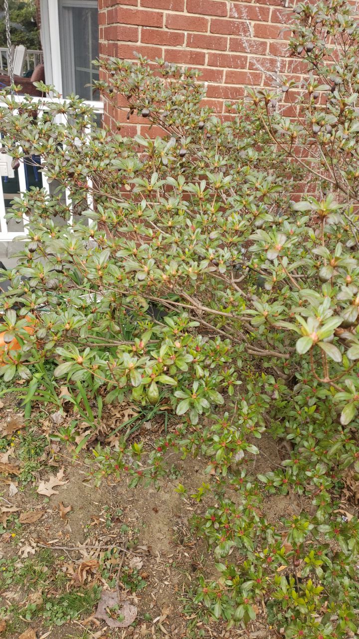 Arlington: CertainTeed Landmark Pro Designer Shingles in Max Def Georgetown Gray by RM Banning, Inc.