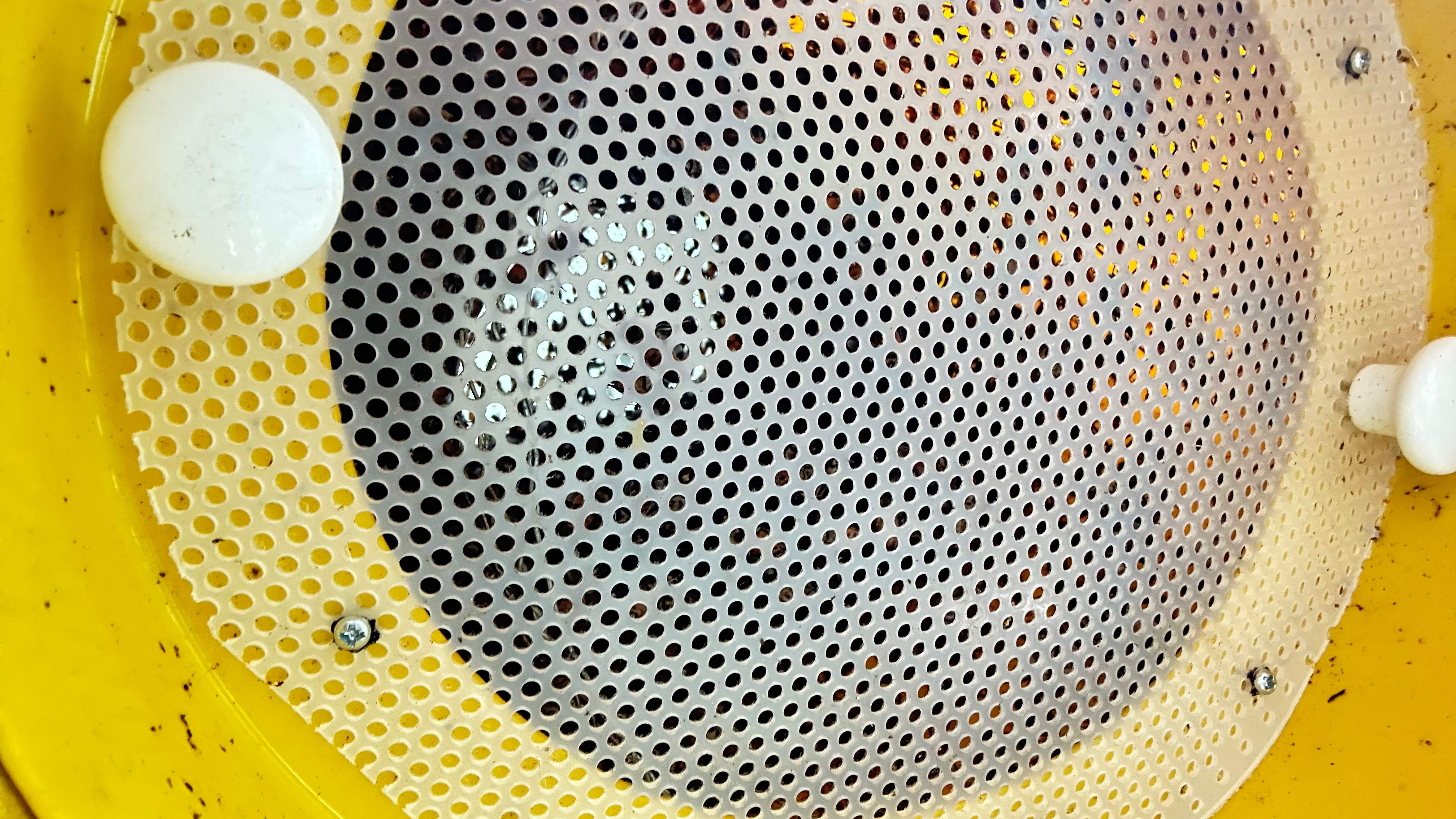 Long-term Residents by Rockwall Honey Bee Company