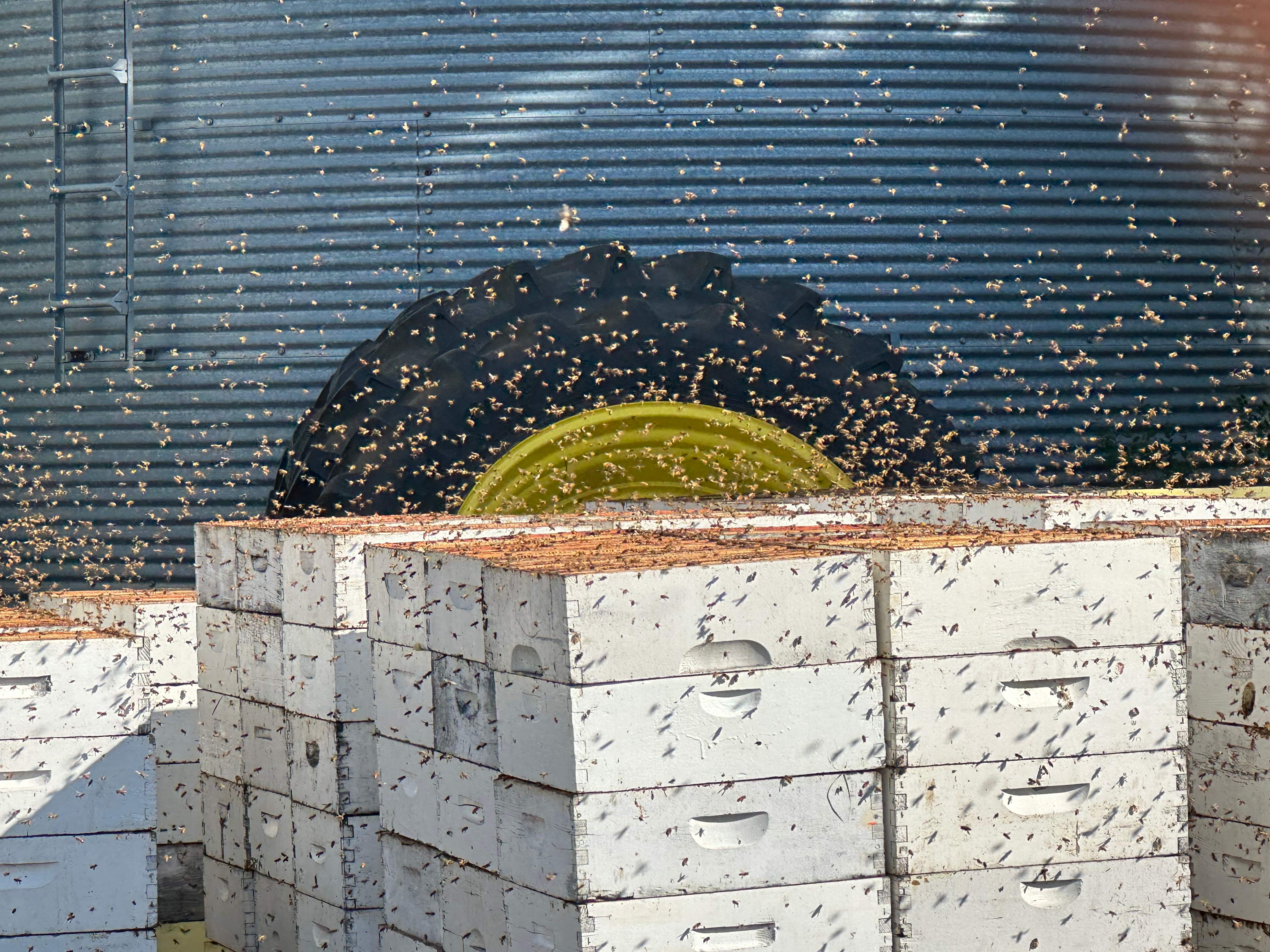 BeeGirl's Honey House in the Midwest by Rockwall Honey Bee Company
