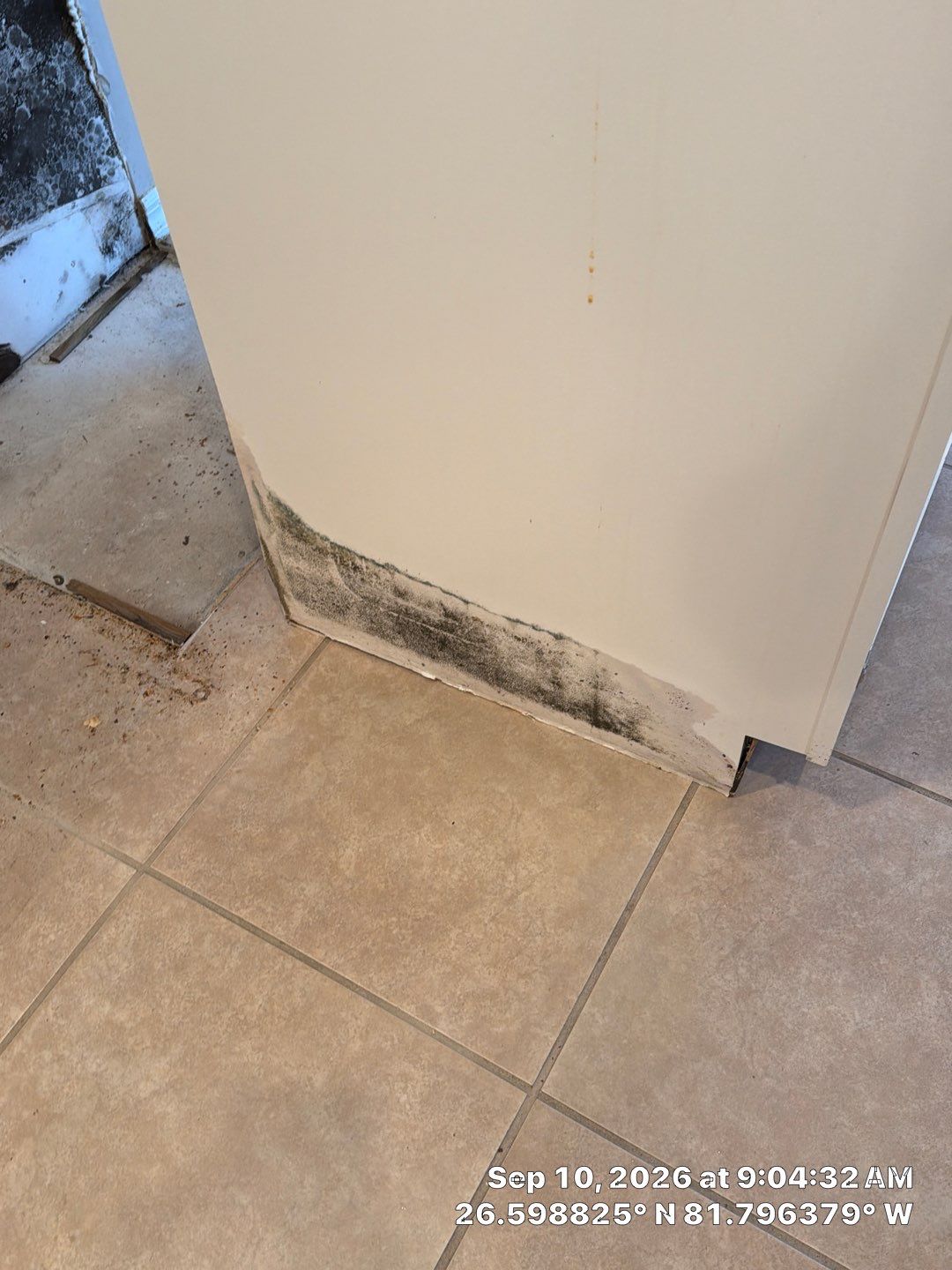 Fort Myers Water Damage Restoration and Professional Mold Remediation by Microscope
