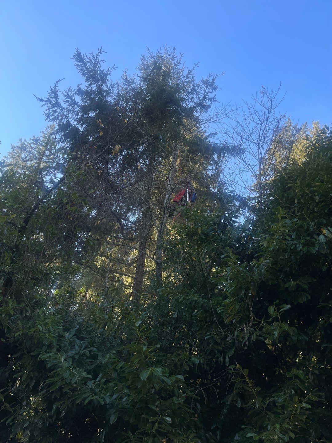 Tree Removal using Tree Removal by Mike Jones & Sons Tree Service LLC 