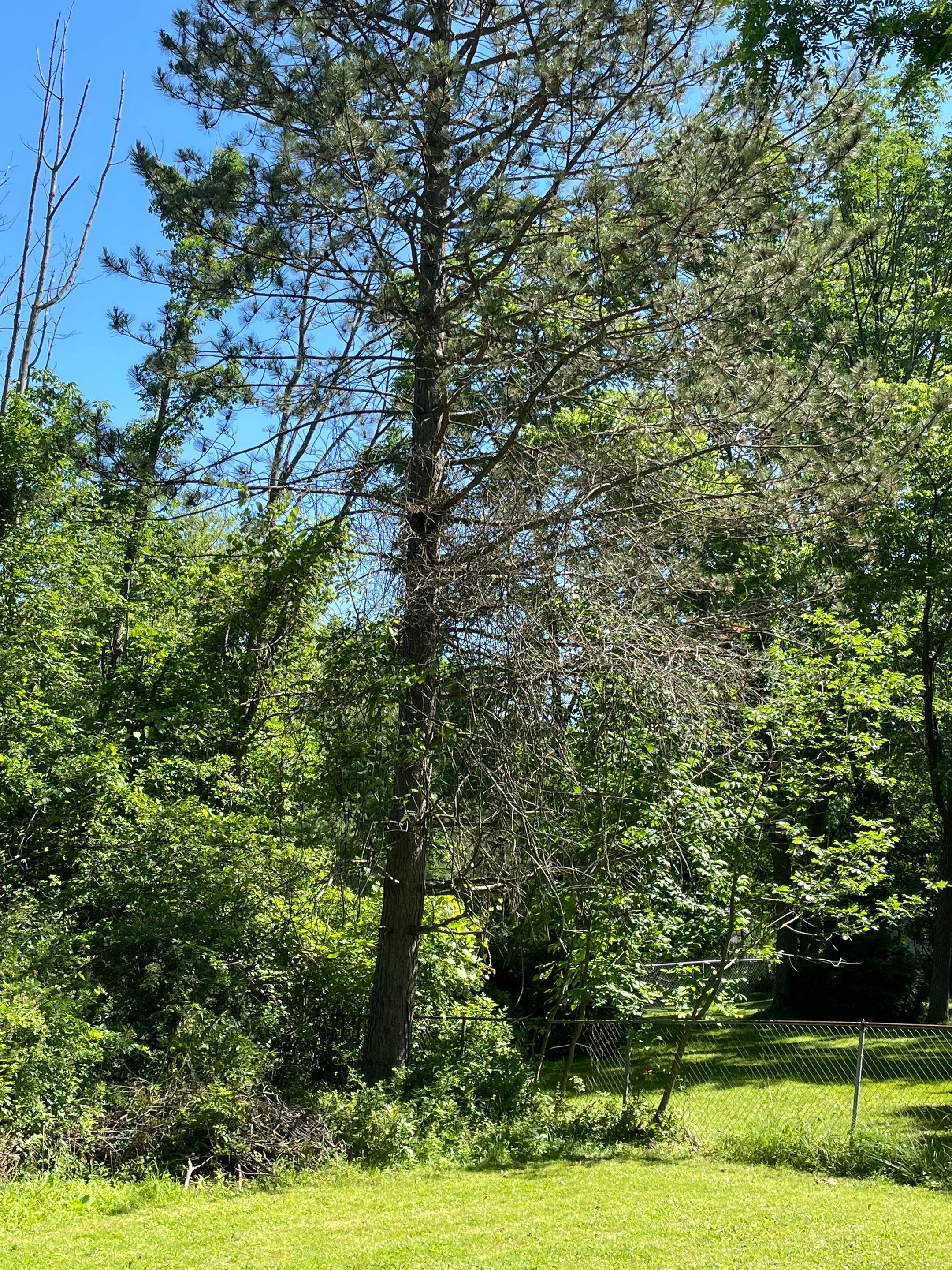 Tree Removal using Tree Removal by Mike Jones & Sons Tree Service LLC 
