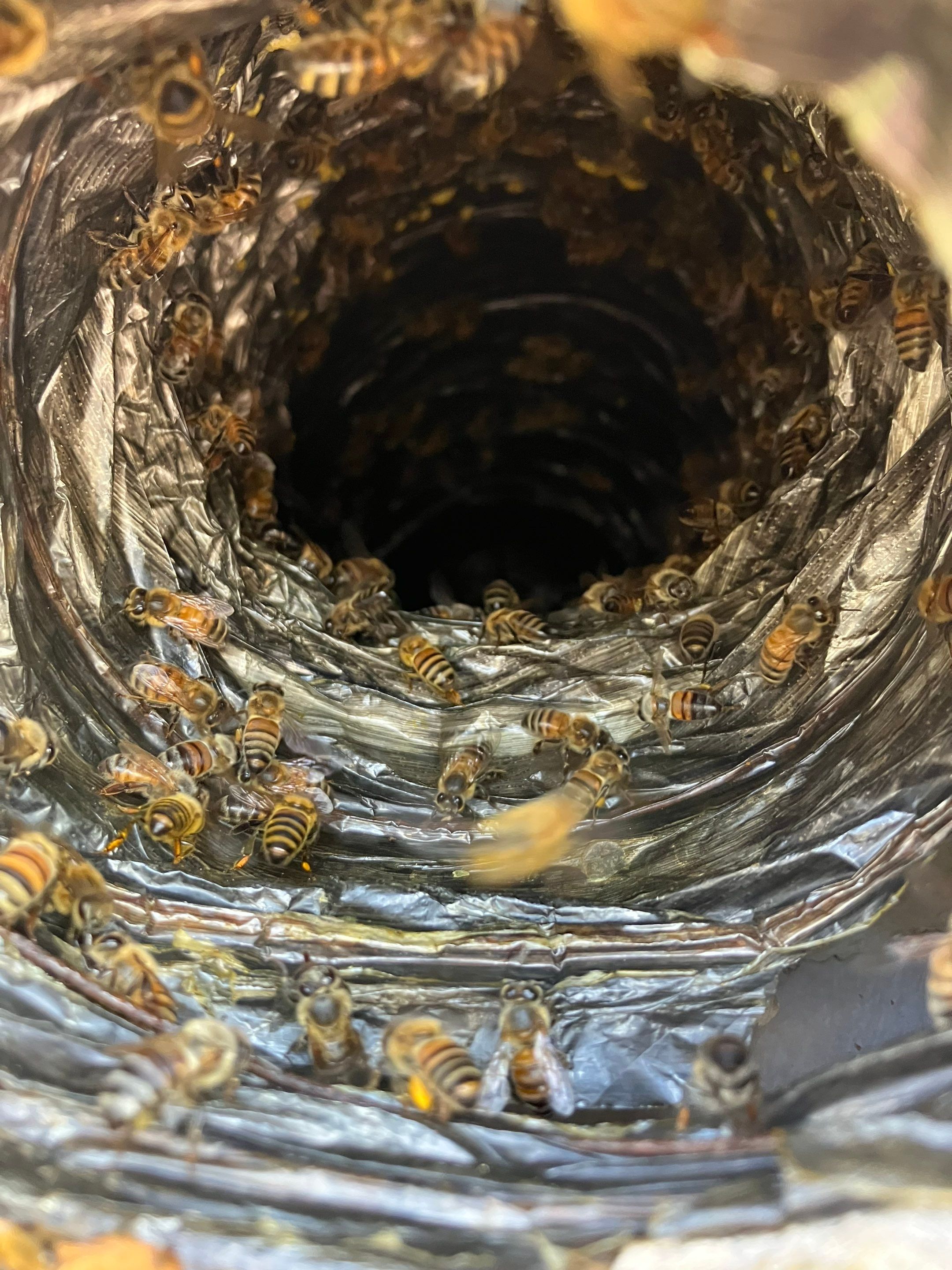 Prosperous Bees by Rockwall Honey Bee Company
