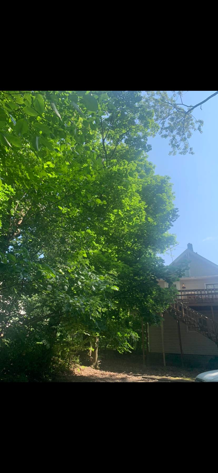 Tree Trimming using Tree Pruing by Mike Jones & Sons Tree Service LLC 