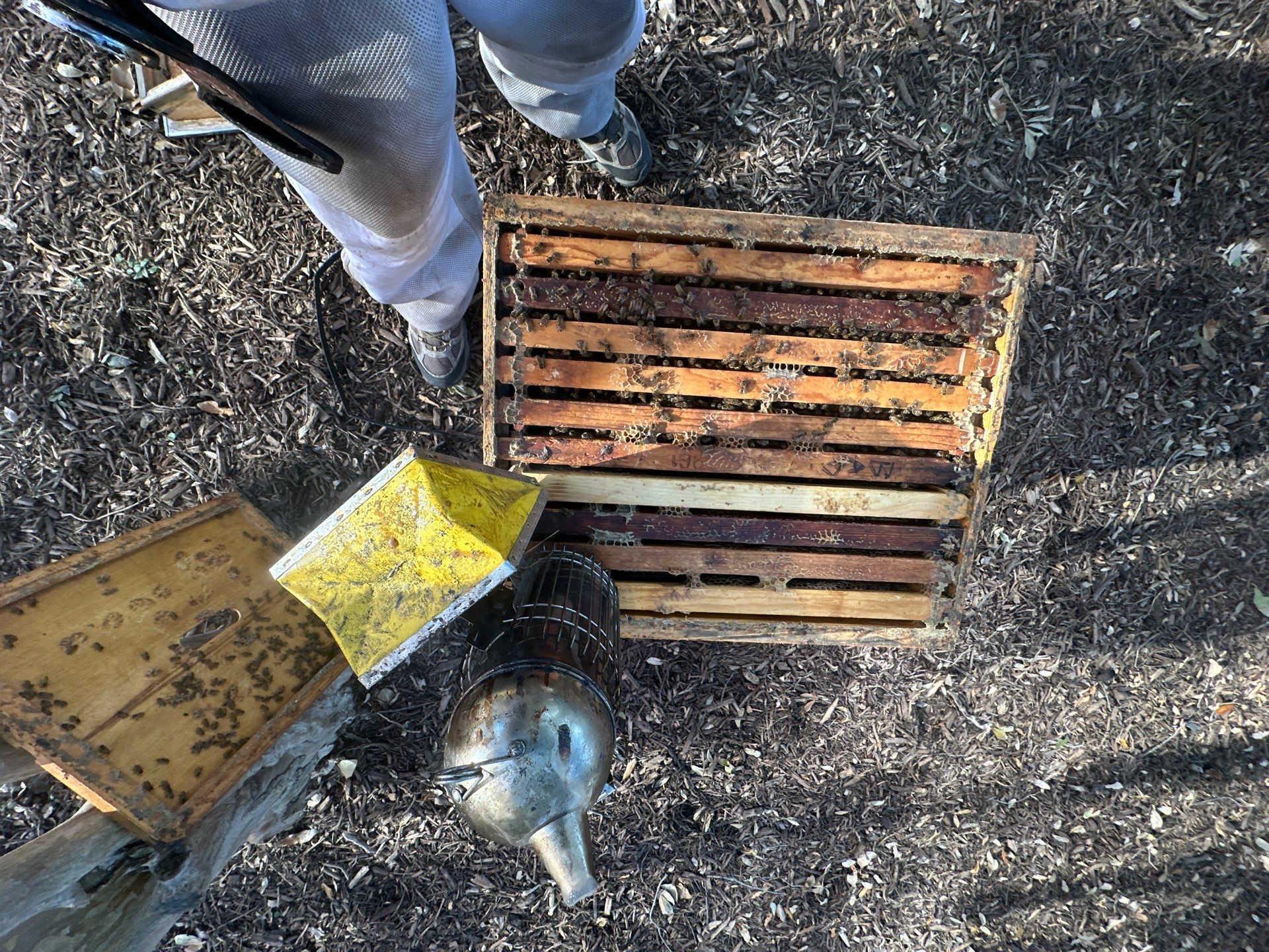 Urban Building Bees by Rockwall Honey Bee Company
