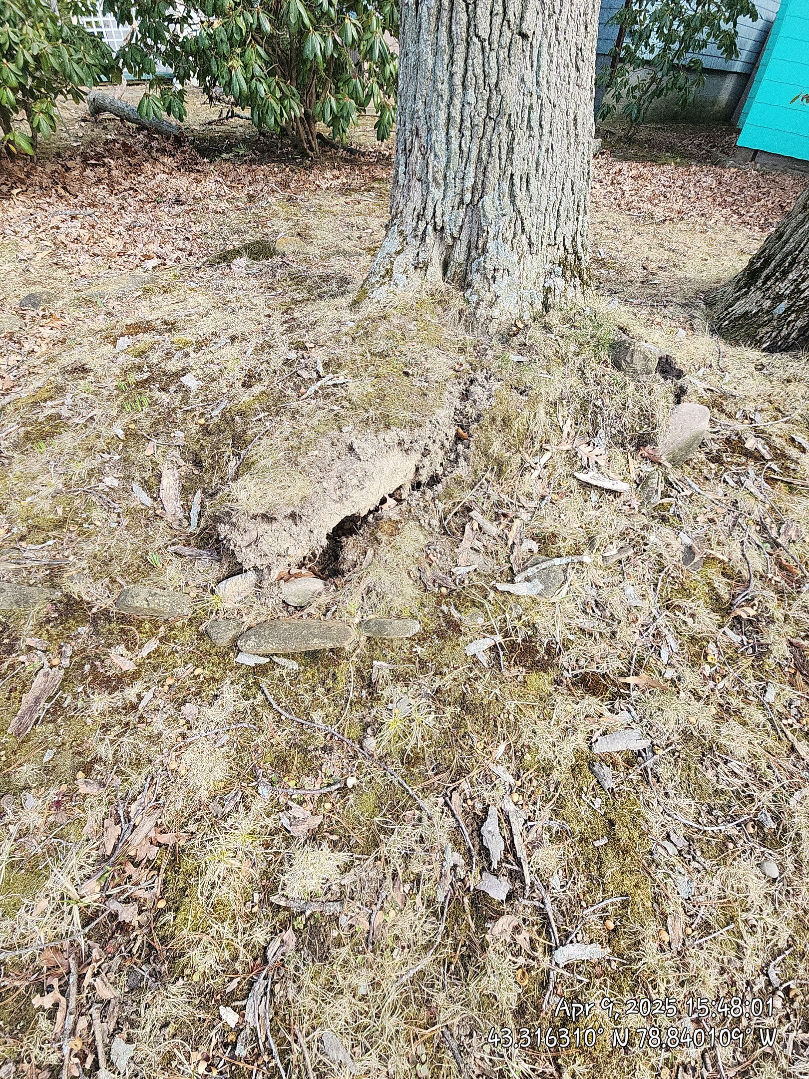 Emergency Job: Uprooted tree with root rot by Treeman Tom LLC