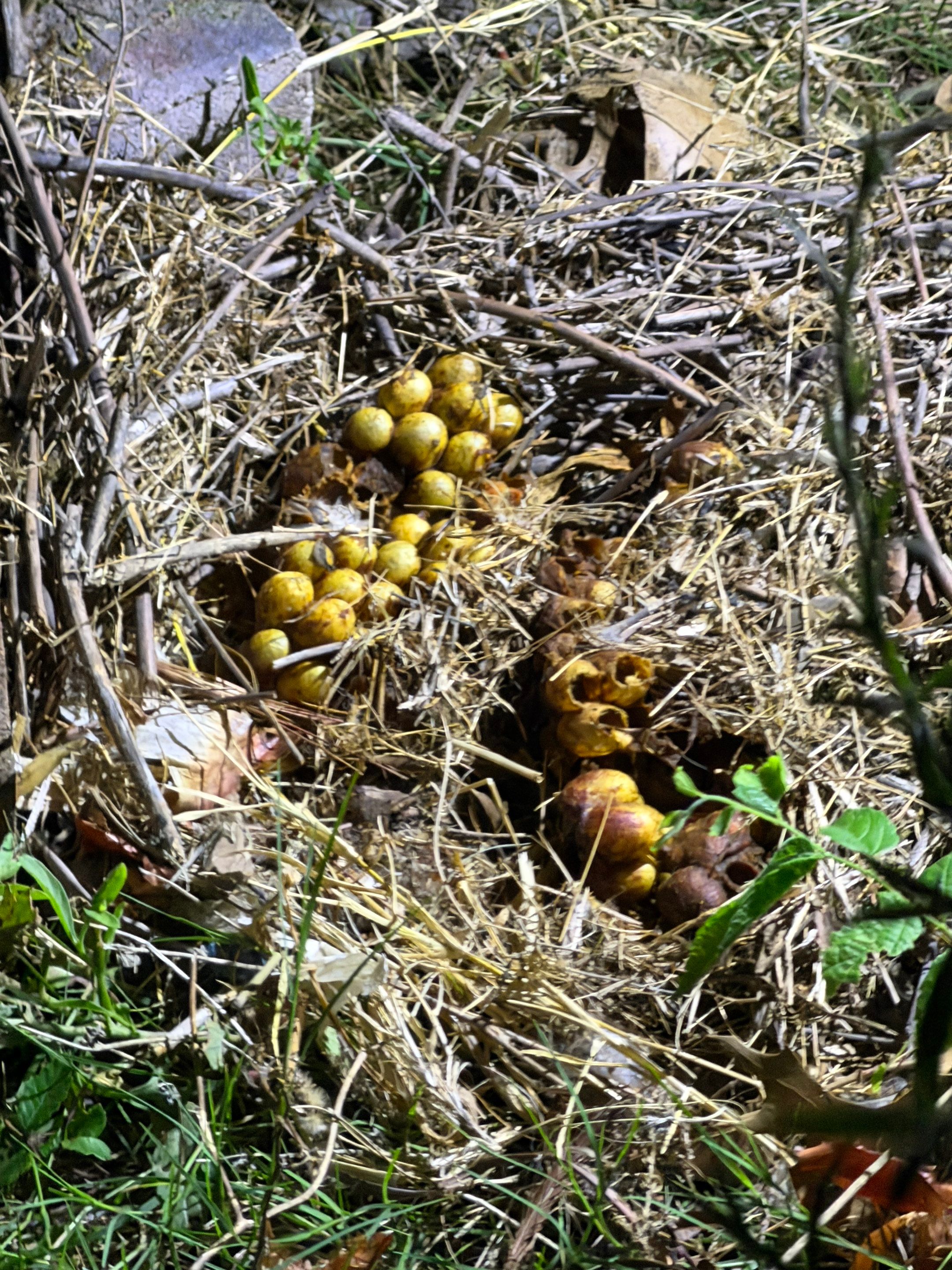 Bumble Bees in a Garage by Rockwall Honey Bee Company
