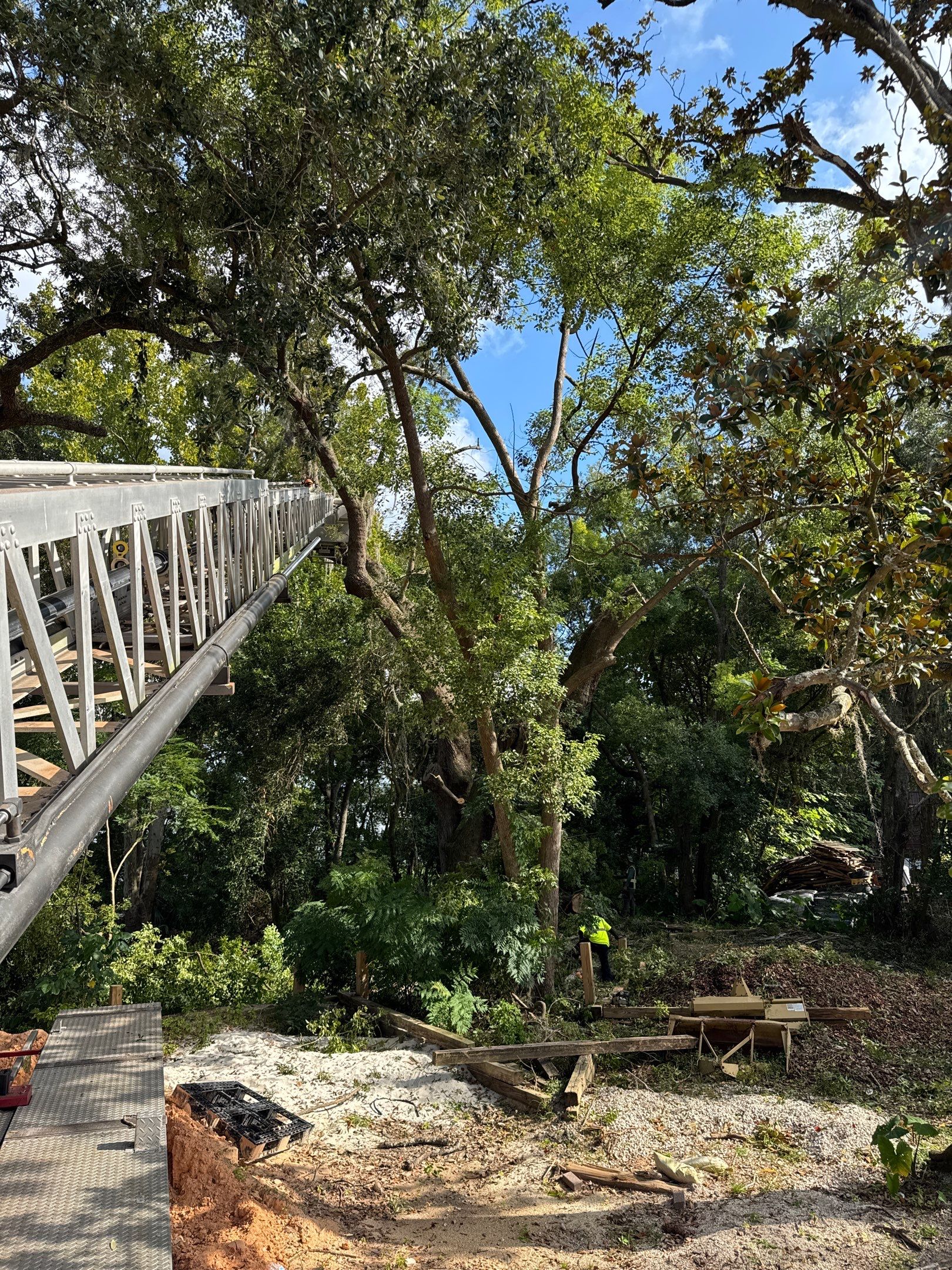 Tree Removal | Episcopal Softball Field by ProGreen Services