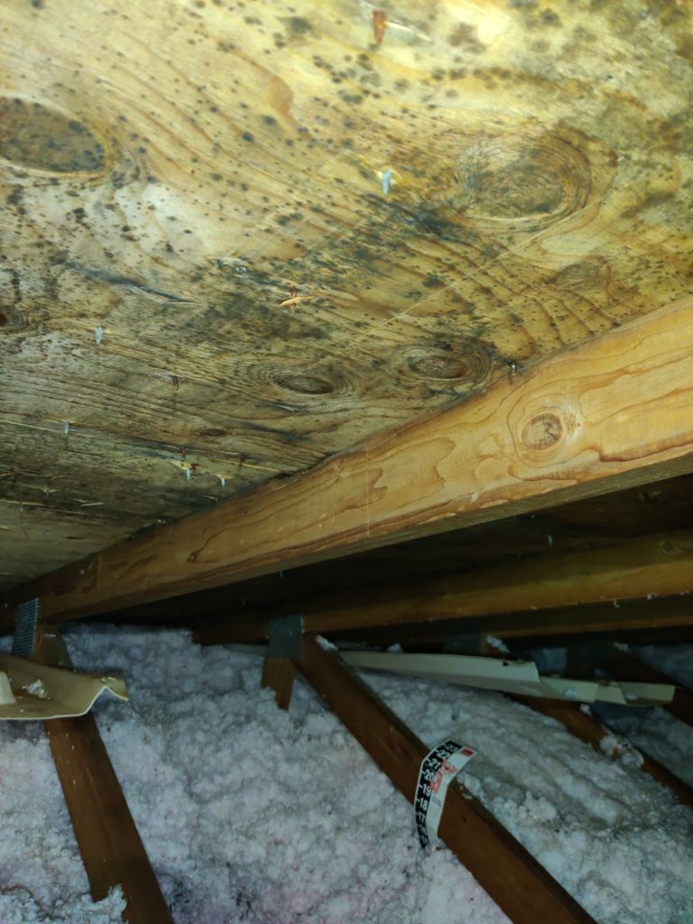 Mold Remediation in Attic by Accountable Home Services