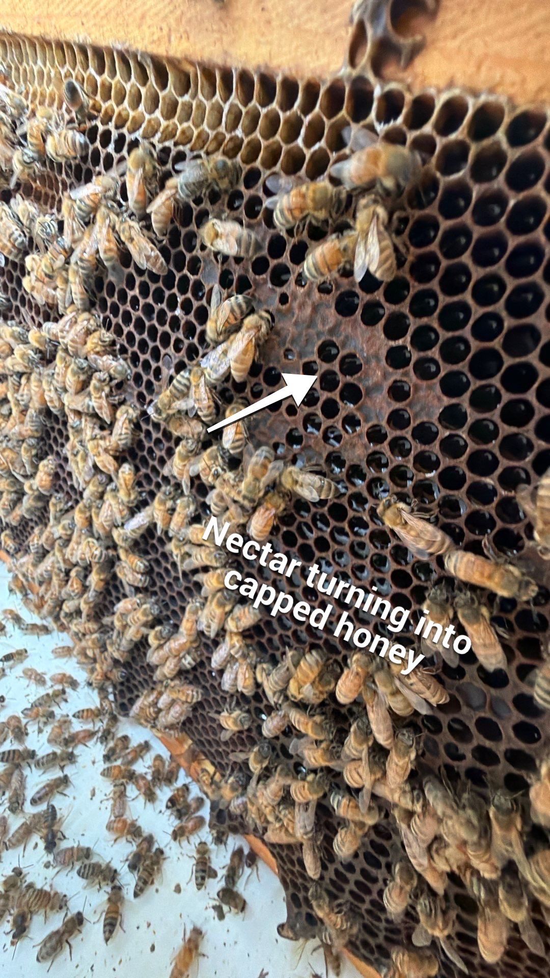 Rustic Grace Apiary in Van Alstyne, TX by Rockwall Honey Bee Company