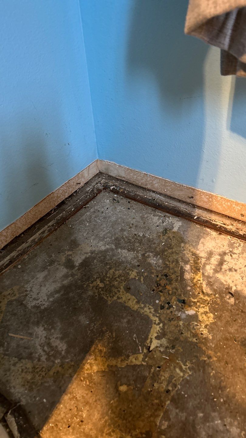 Mold Remediation by Accountable Home Services