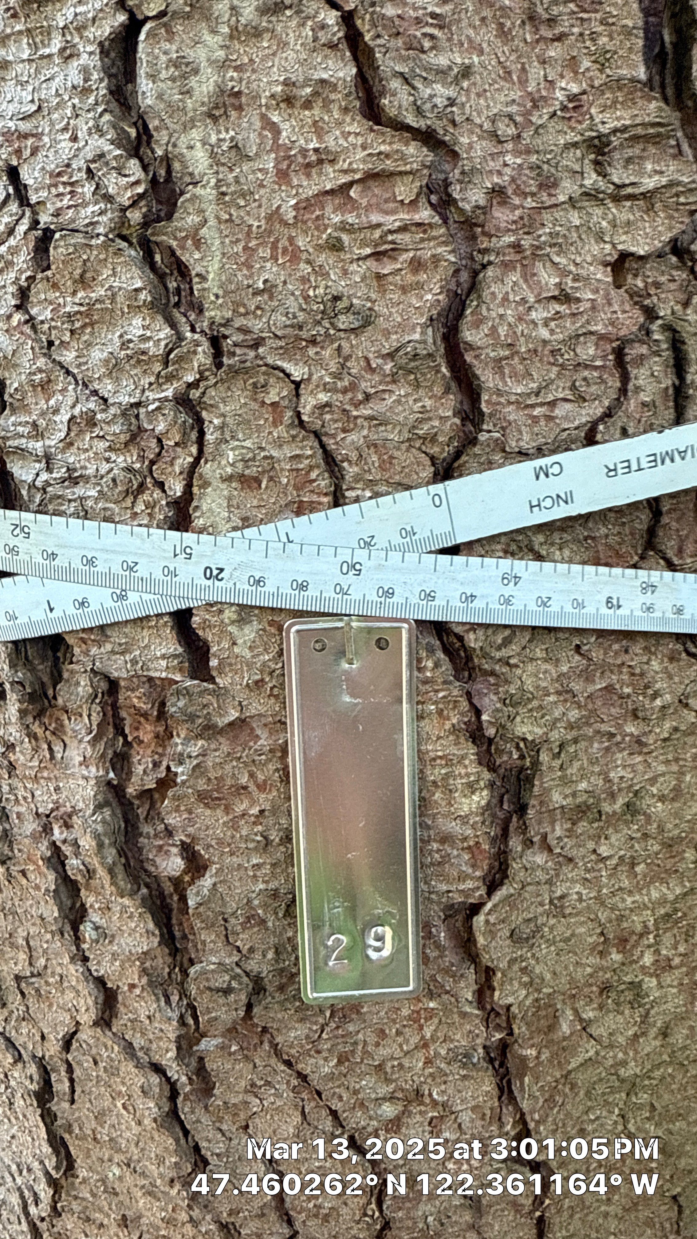 π Arborist Reporting & Tree Surveying β Code Compliance Project by Sound Tree Care LLC