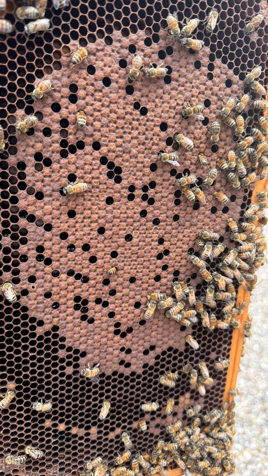 Commercial Rooftop Colony by Rockwall Honey Bee Company