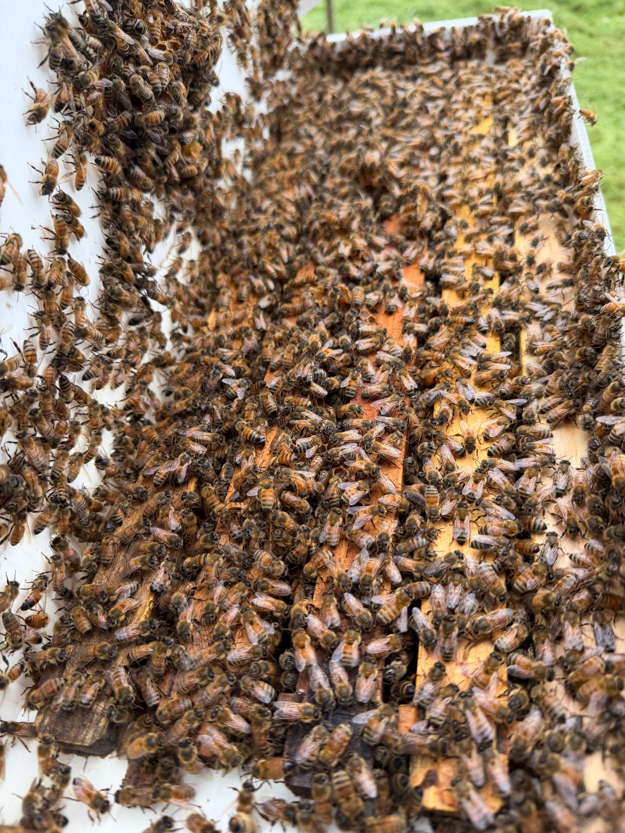 Special Use Valuation in McClendon-Chisolm by Rockwall Honey Bee Company