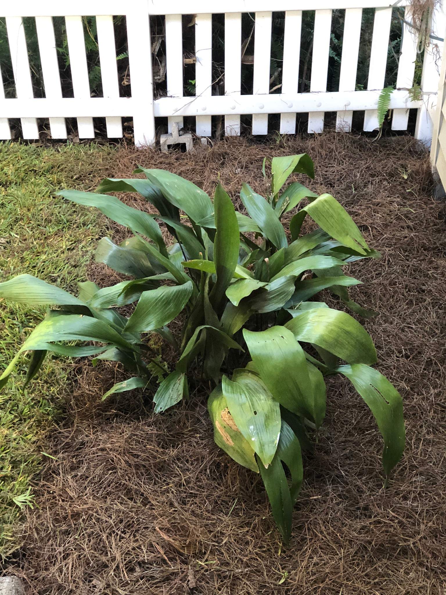 Extreme Clean Up - Landscape Install | Residential by ProGreen Services