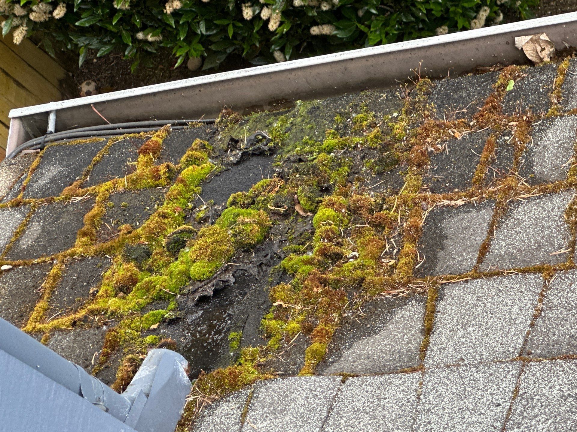 Softwashed in many Years back, and organic regrowth significant by DawnSky LLC