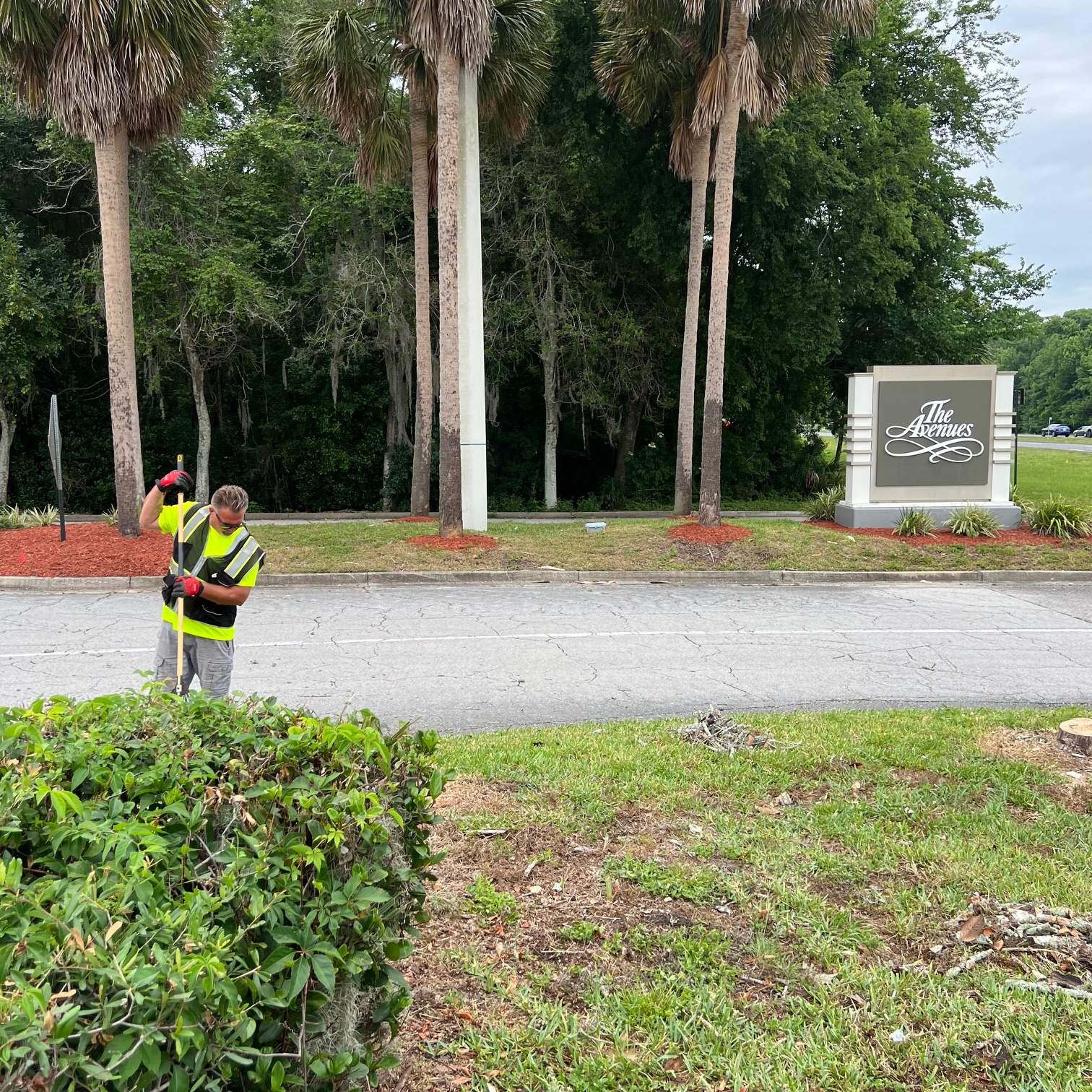 Tree Removal | Avenues Mall by ProGreen Services
