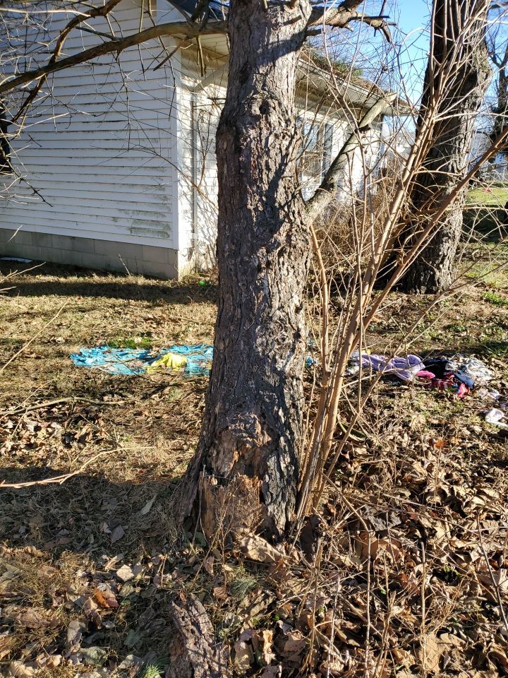 Storm Damaged Tree Removal  using Tree Removal by Mike Jones & Sons Tree Service LLC 