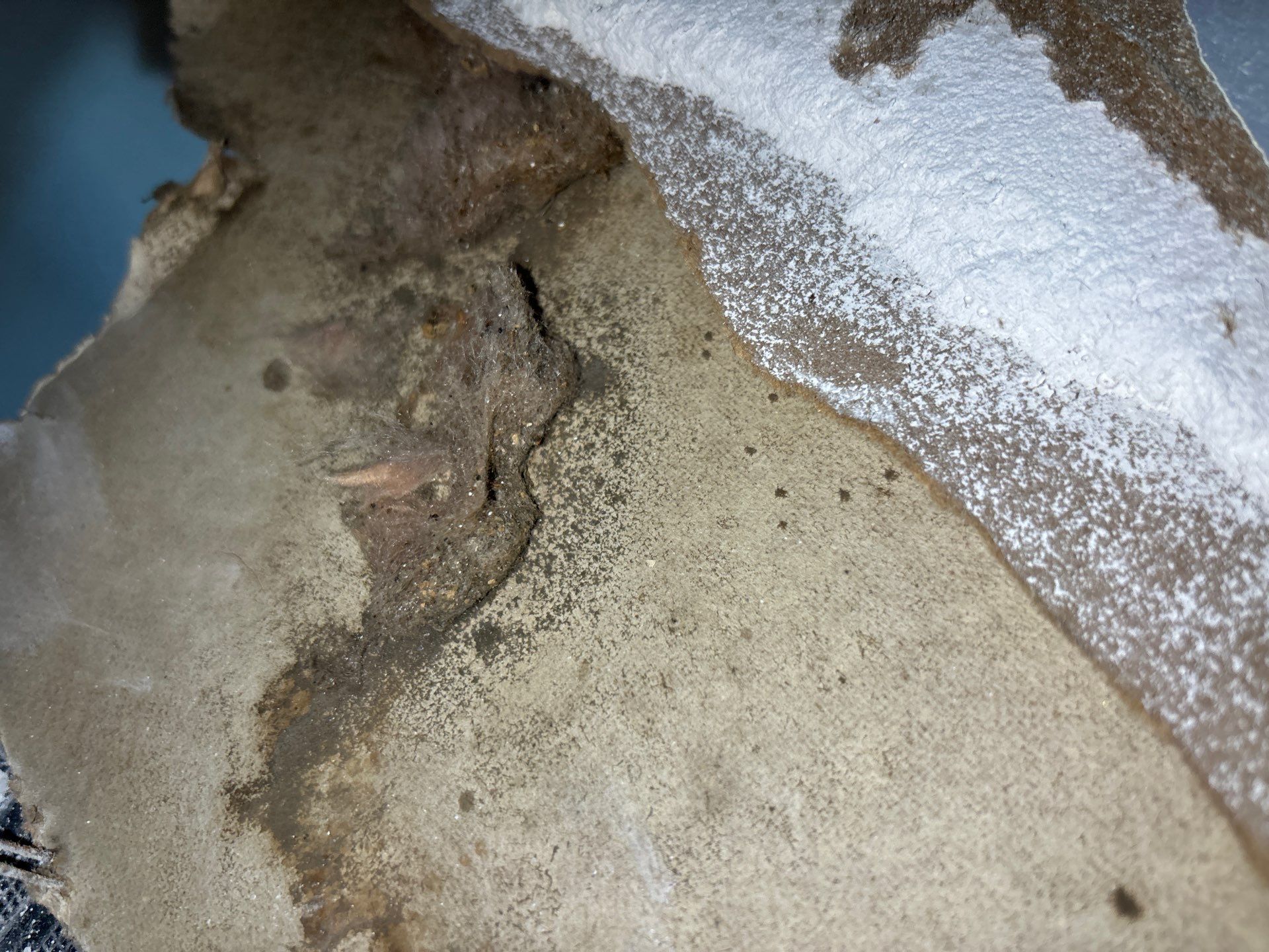 Home Mold Removal by Ampm Restoration Services