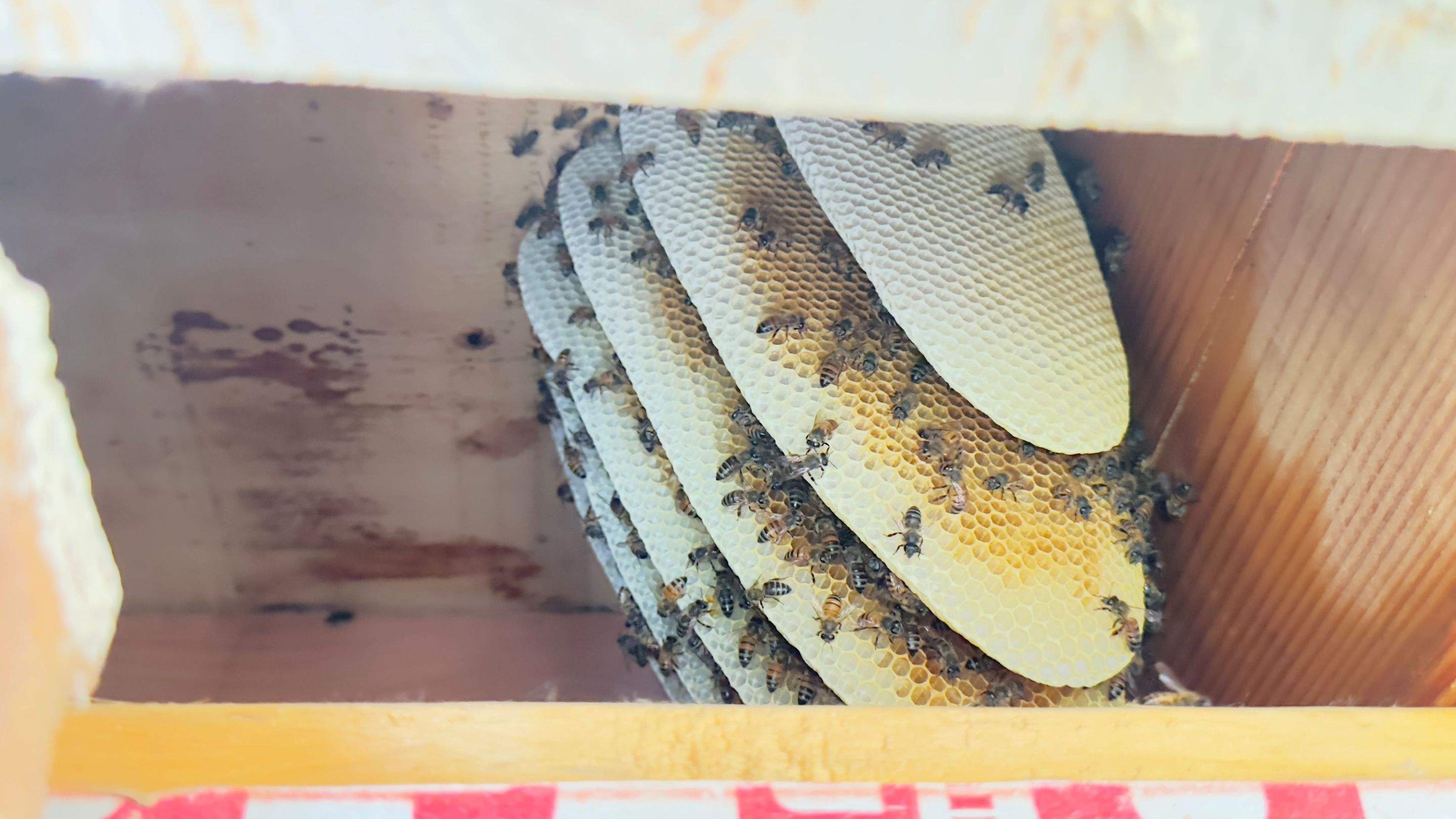 Brick Bees by Rockwall Honey Bee Company