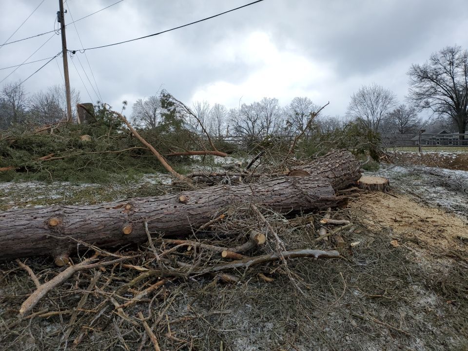 Tree Removal using Tree Removal by Mike Jones & Sons Tree Service LLC 