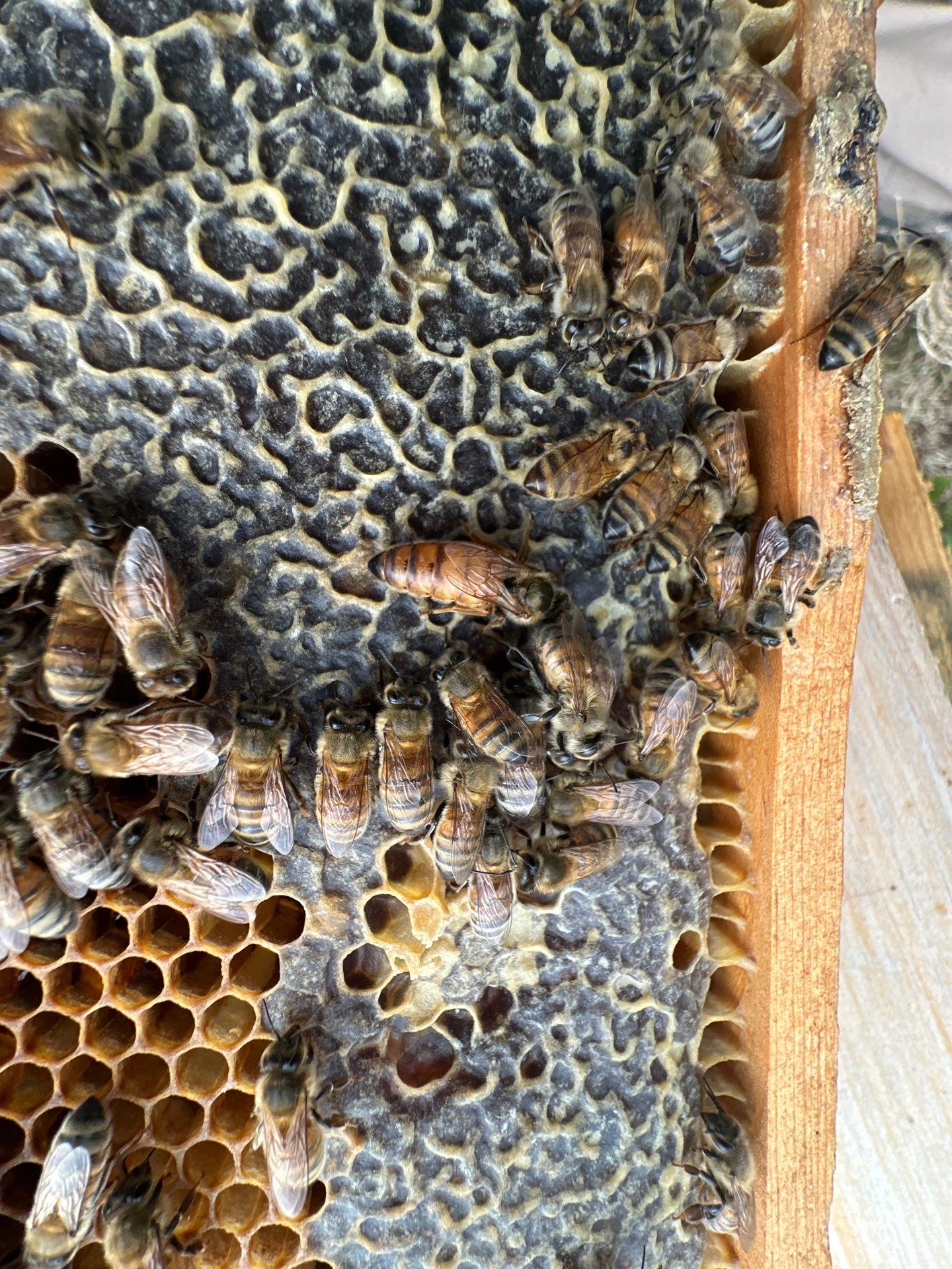 Big Rig Lot Bees by Rockwall Honey Bee Company