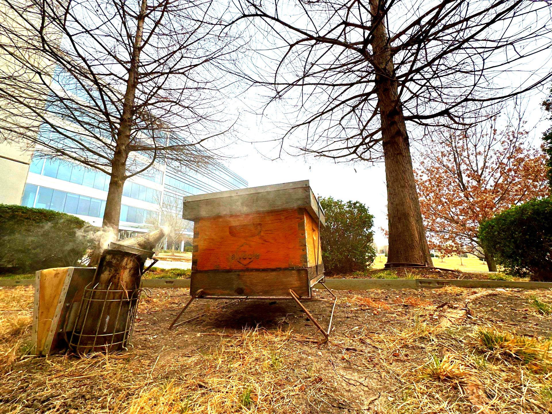 Corp. Greenspace, Frisco by Rockwall Honey Bee Company